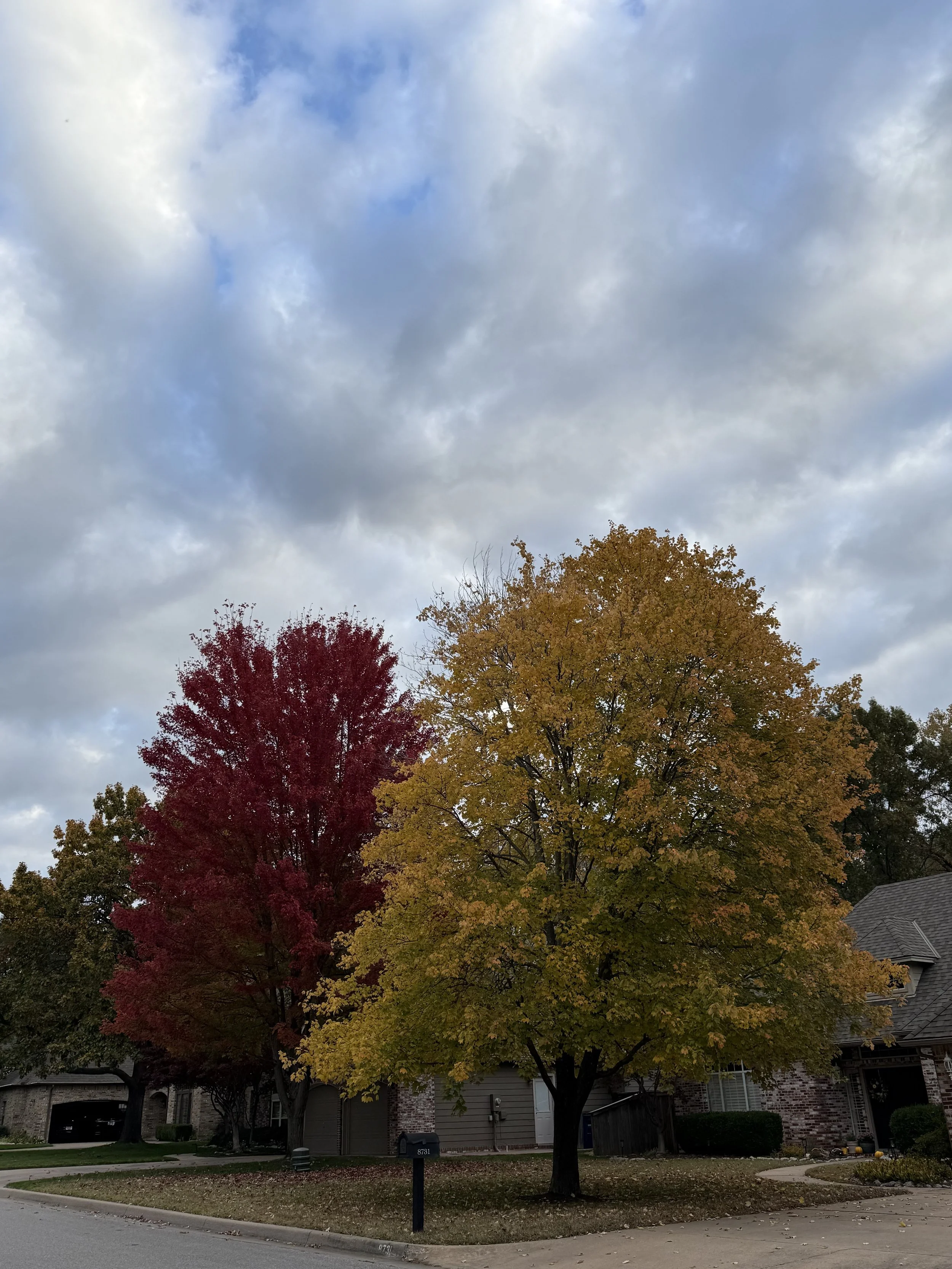 IMG_9561.jpeg