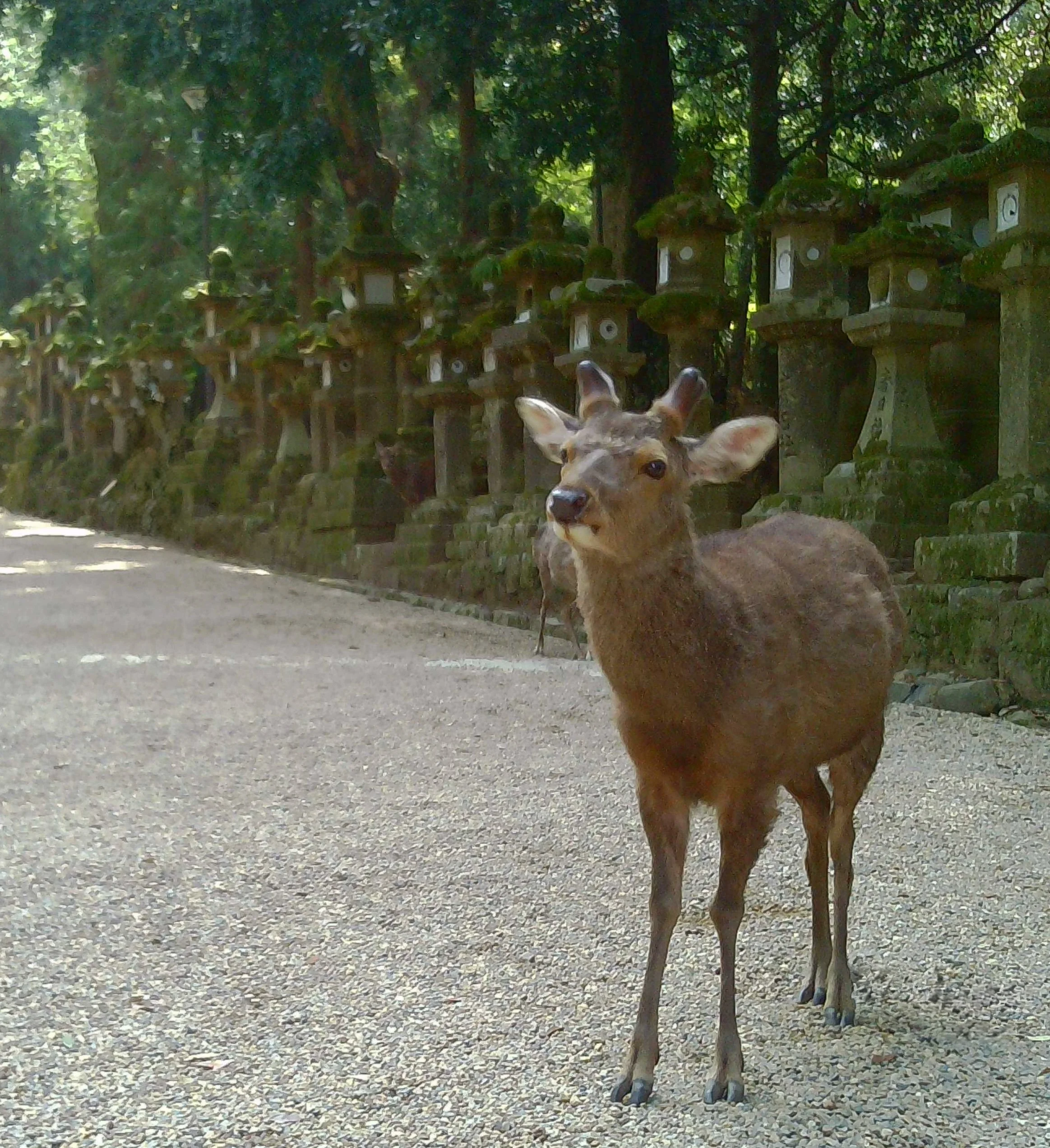 A Nara deer photograph taken with a Chuzhao toy camera