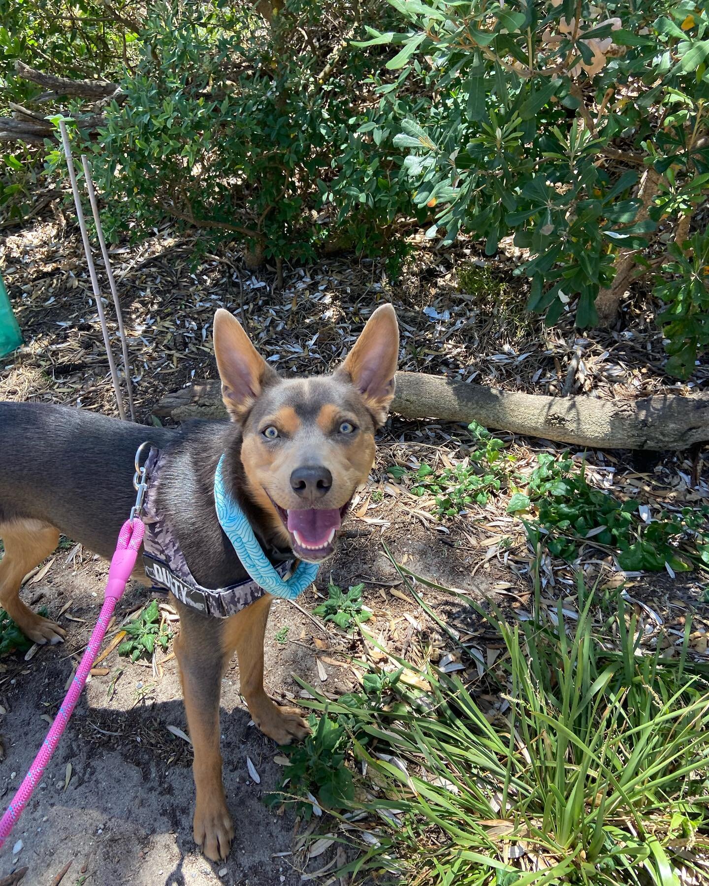 Dusty is a kelpie who loves a great view. He loved our walk around Long Reef and all the bushes and tracks he could sniff along the way. 

#petaupair #dog #dogsofsydney #kelpie #northernbeaches #northernbeachesmums #northernbeachessydney #longreef #c
