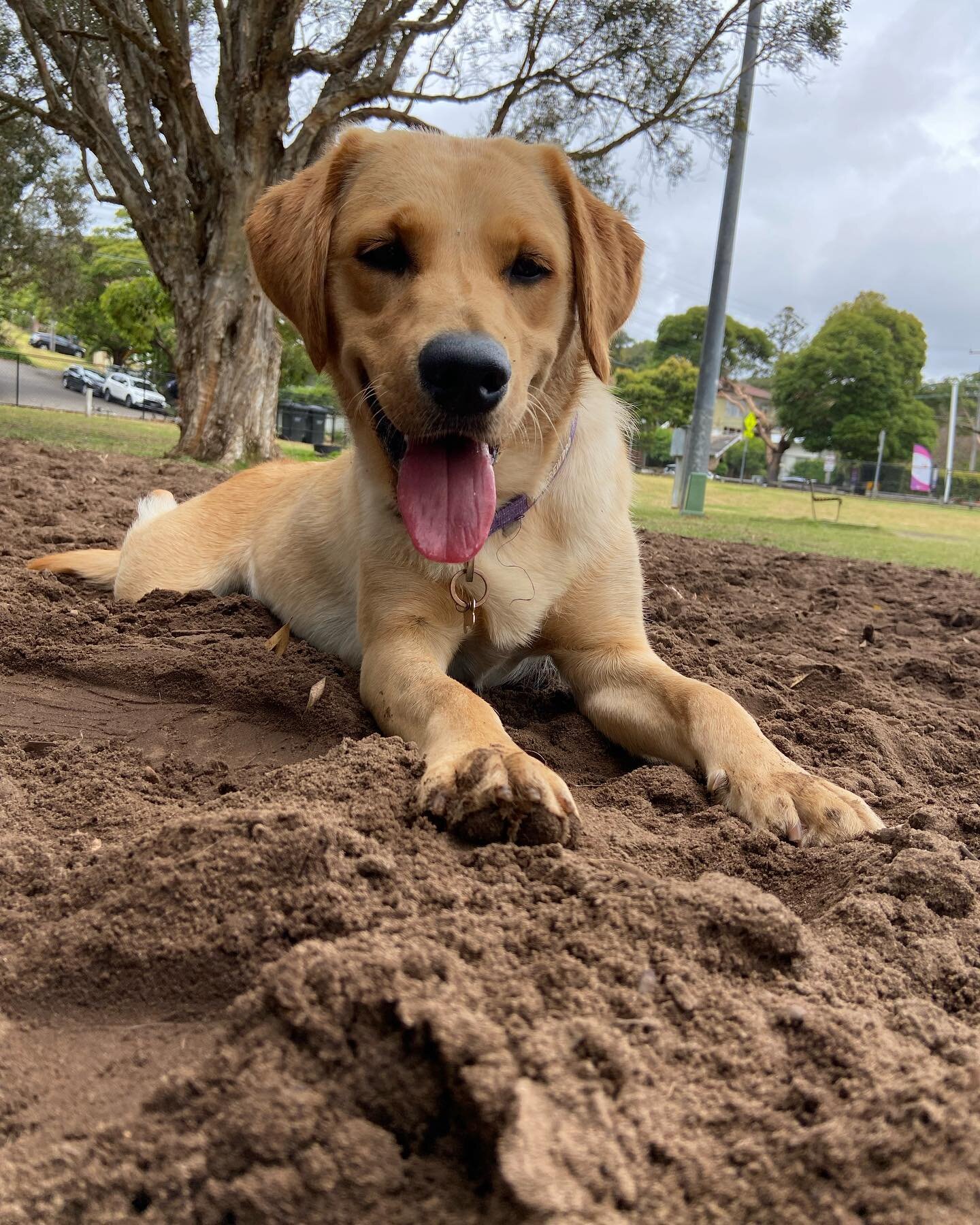 Lovely Piper is such a sweet pup. We&rsquo;re so lucky we got to start our day walking her around Manly.

#petaupair #dog #dogsofsydney #goldador #northernbeaches #northernbeachesmums #northernbeachessydney #curlcurl #northernbeacheslocal #northernbe