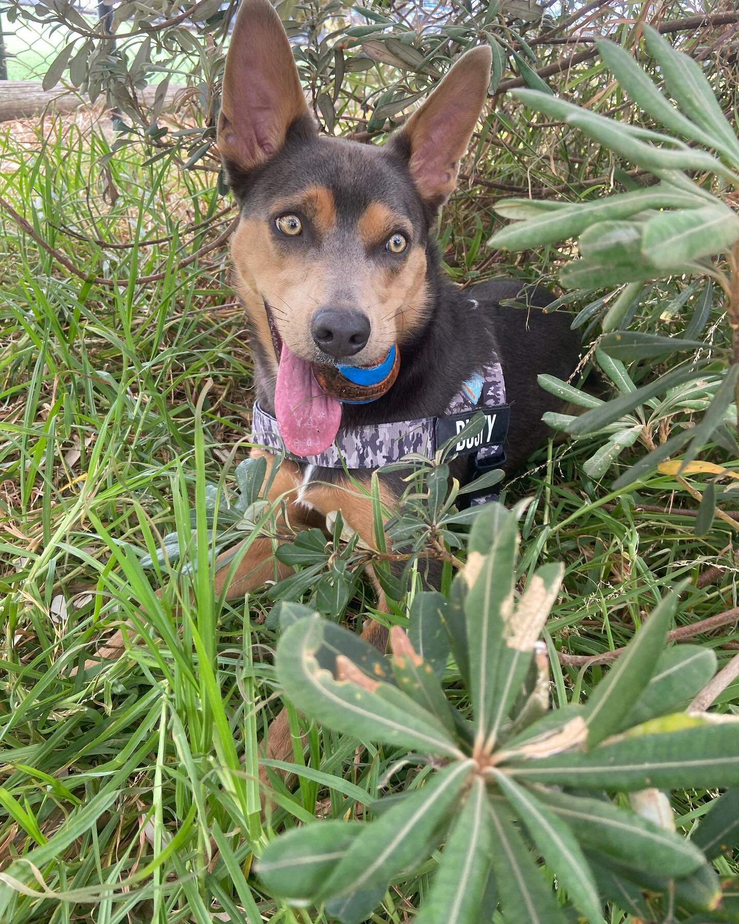 We had a double dose of Dusty this week. We love catching up with our favourite Kelpie to run around the shoreline or sniff out the best spot for a shady rest mid way through a walk. 

@itsdustythekelpie 
#petaupair #dog #dogsofsydney #kelpie #northe
