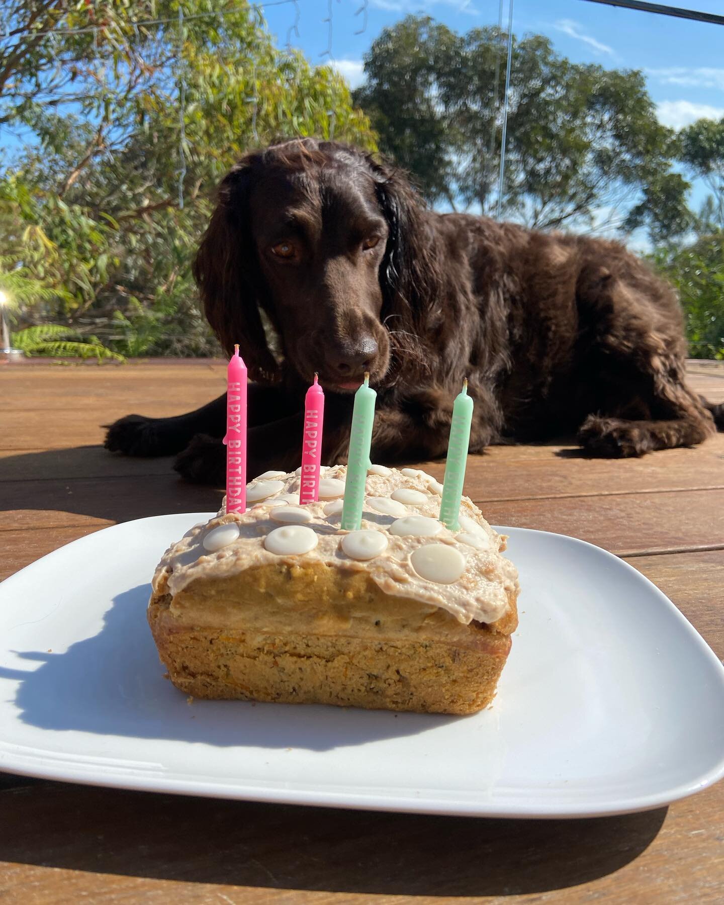 A perfect pupcake for the best pup around. Happy 4th birthday Miss Maisy Moo. 

#petaupair #dog #dogsofsydney #spoodle #springerspaniel #northernbeaches #northernbeachesmums #northernbeachessydney #longreef #curlcurl #northernbeacheslocal #northernbe