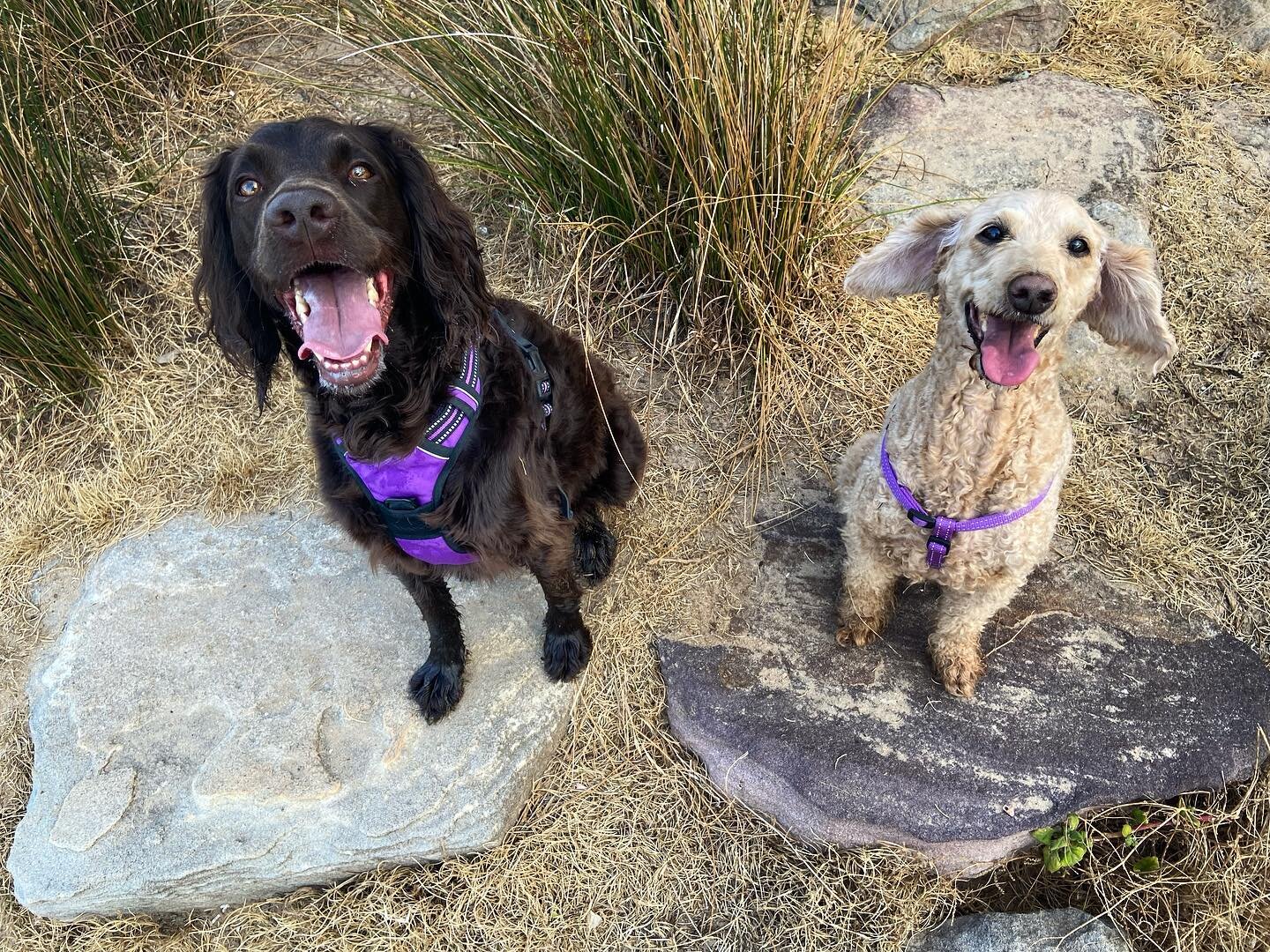 Cheers to 2023 being full of smiling dogs, long walks, wagging tails, and many new four-legged friends. 

#petaupair #dog #dogsofsydney #spoodle #groodle #springerspaniel #northernbeaches #northernbeachesmums #northernbeachessydney #longreef #curlcur