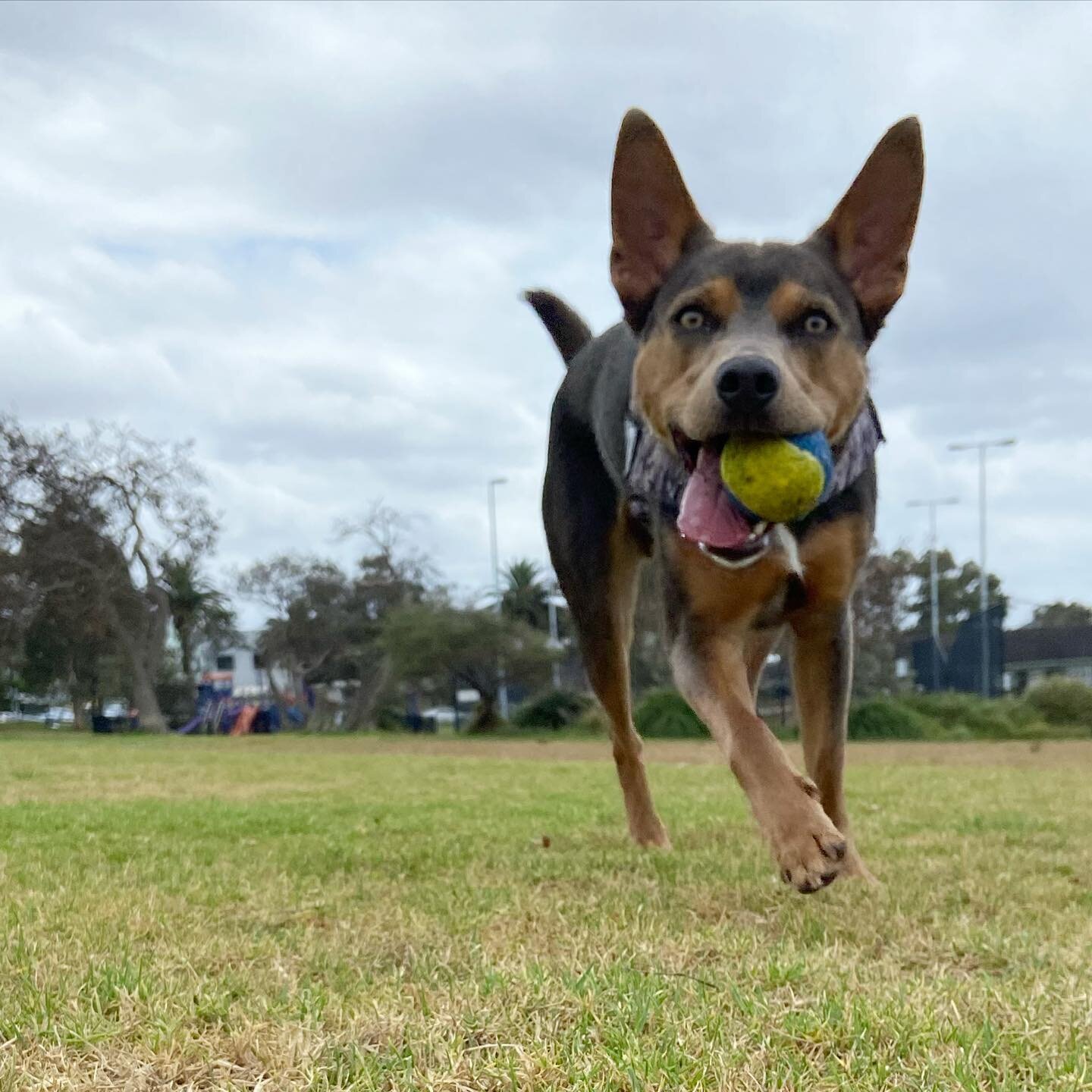 The more time I spend with Dusty, the more I want to own a Kelpie. This gorgeous boy is as sweet as can be and absolutely loves playing fetch and sniffing everything along our walk. 

#petaupair #dog #dogsofsydney #kelpie #northernbeaches #northernbe