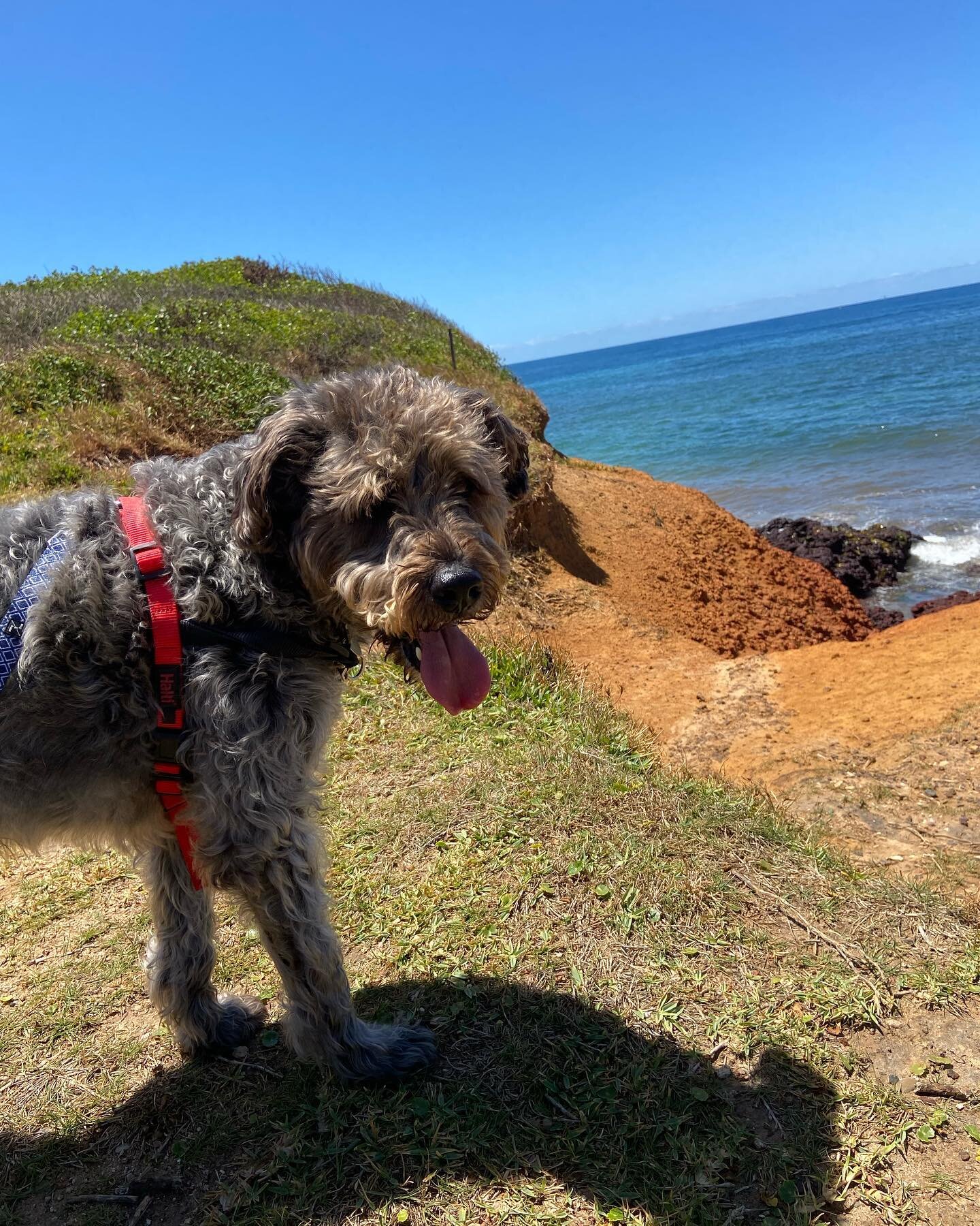 Angus is a dog who loves a good view and a mid-walk belly rub. This fluffy guy is an adventurer at heart with a soft spot for snuggles. We never deny a belly rub, doggy kiss, or cuddle. 

Join us on our next walk with Angus. DM us here, or message Sa