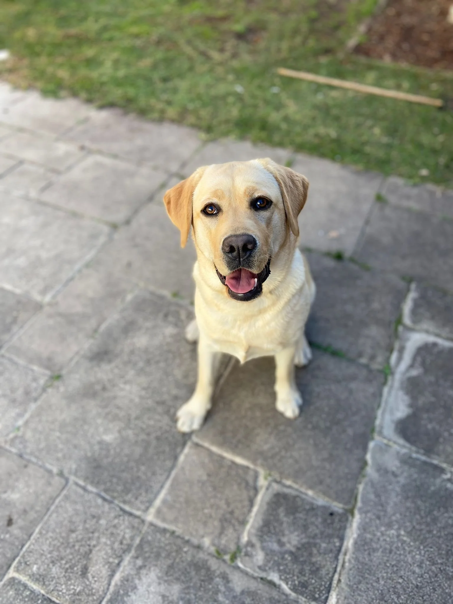 Sensory Checklist for Puppies