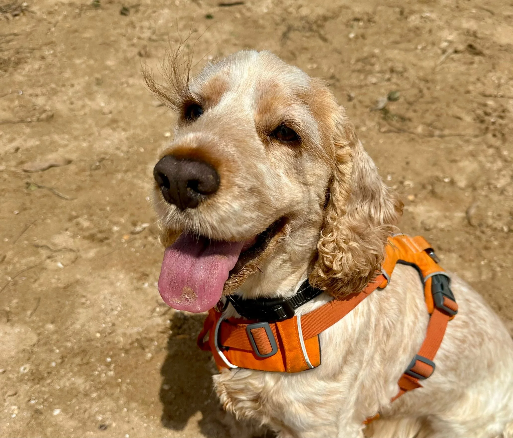 WhatsApp Image 2023-12-23 at 22.49.00_367e7d56hhtyytryryrrrtrr.jpg