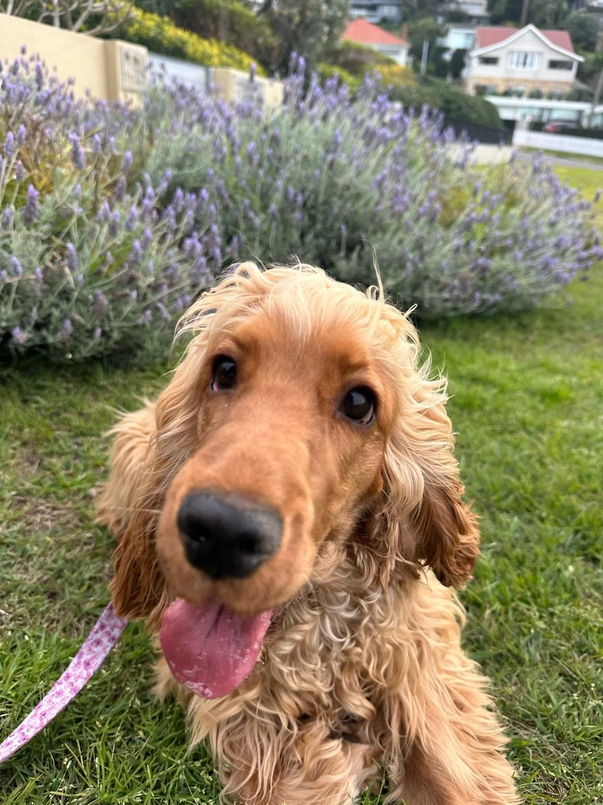 Dog walking services northern Beaches NSW
