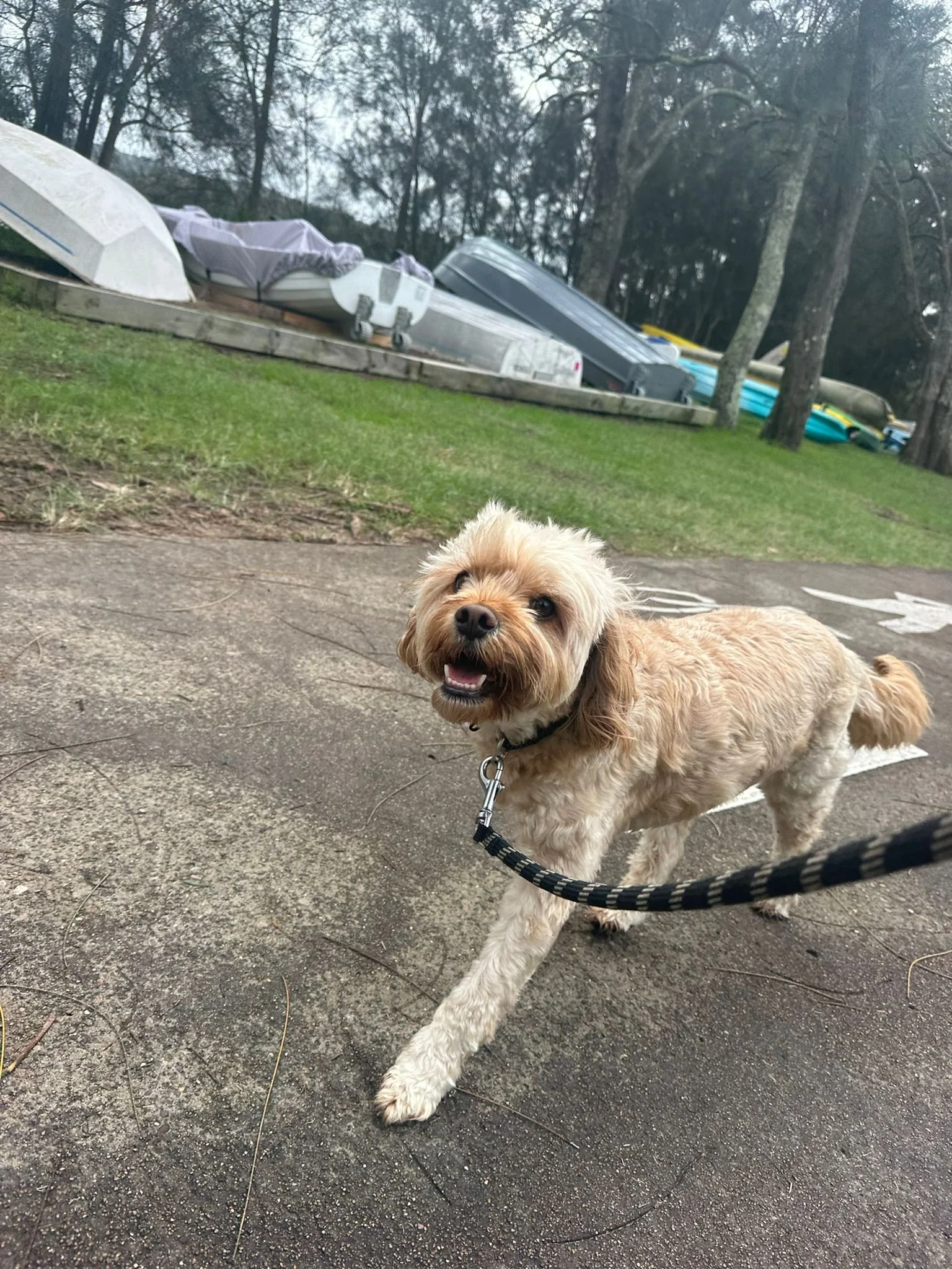Ollie.jpg
