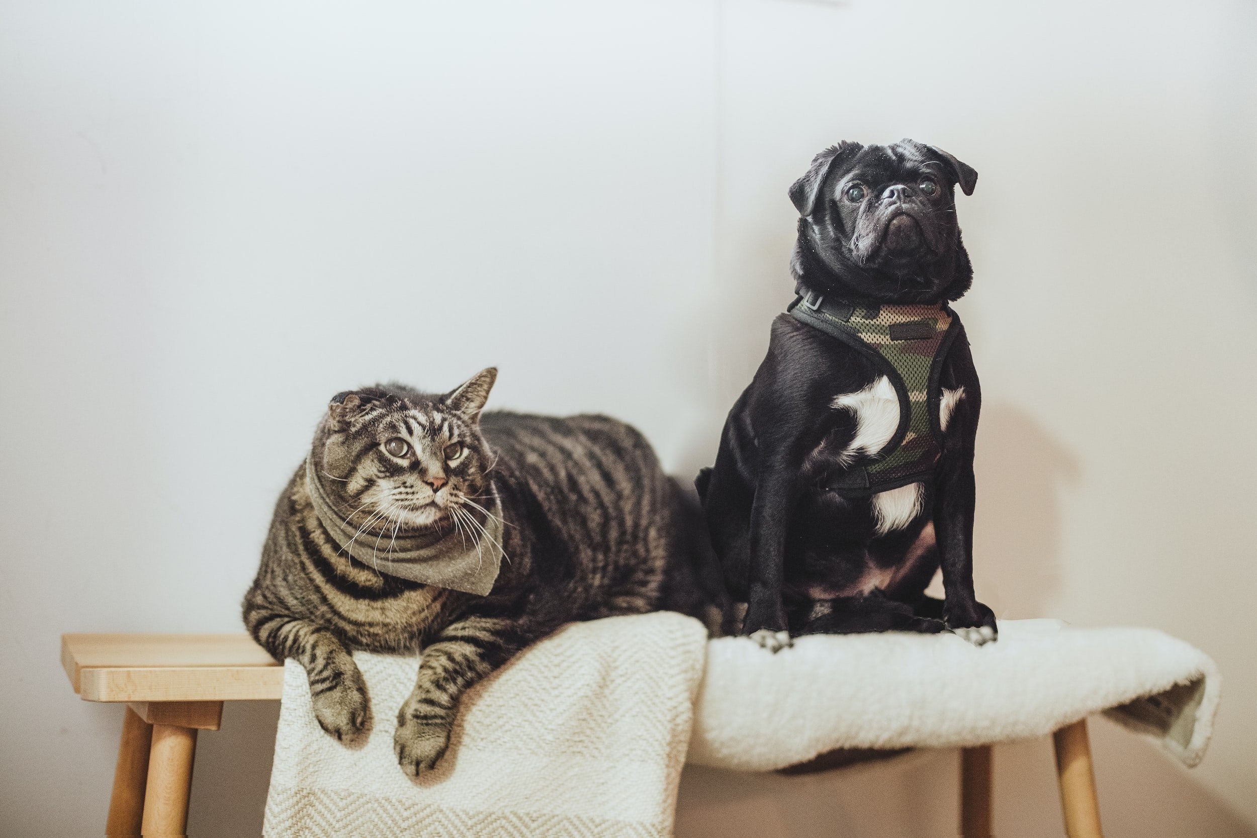 cat and pug sitting together