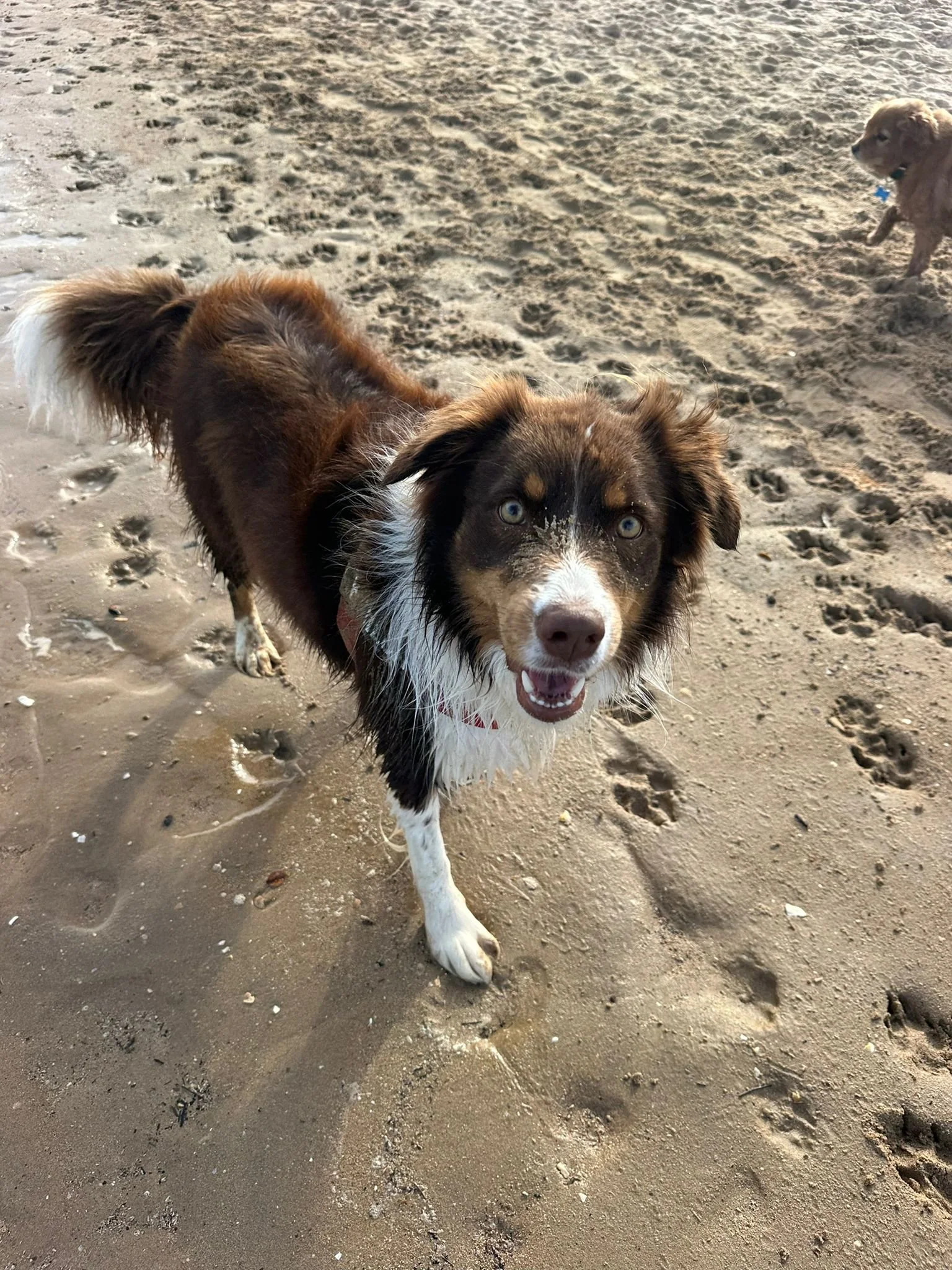 Kahlua.jpg