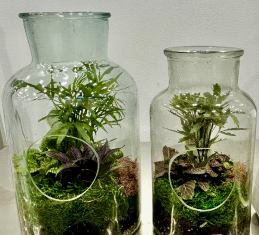 Small Terrarium