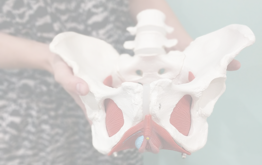 pelvis skeleton pelvic floor physiotherapy