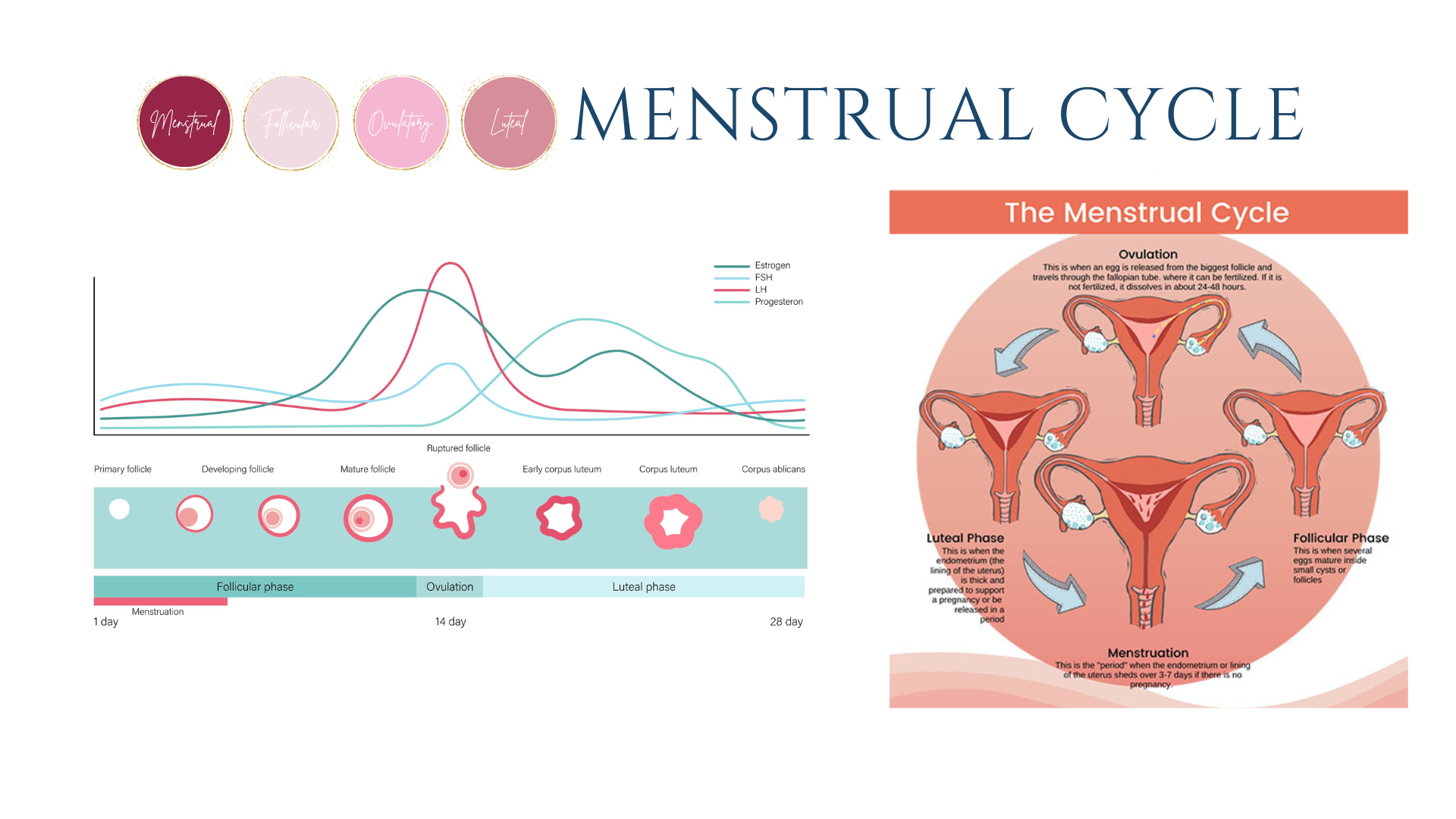 What Every Woman Should Know About Her Menstrual Cycle and Hormone ...