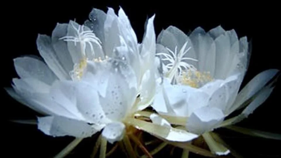 Dove White Cashmere Shawl Scarf Wrap Pashmina