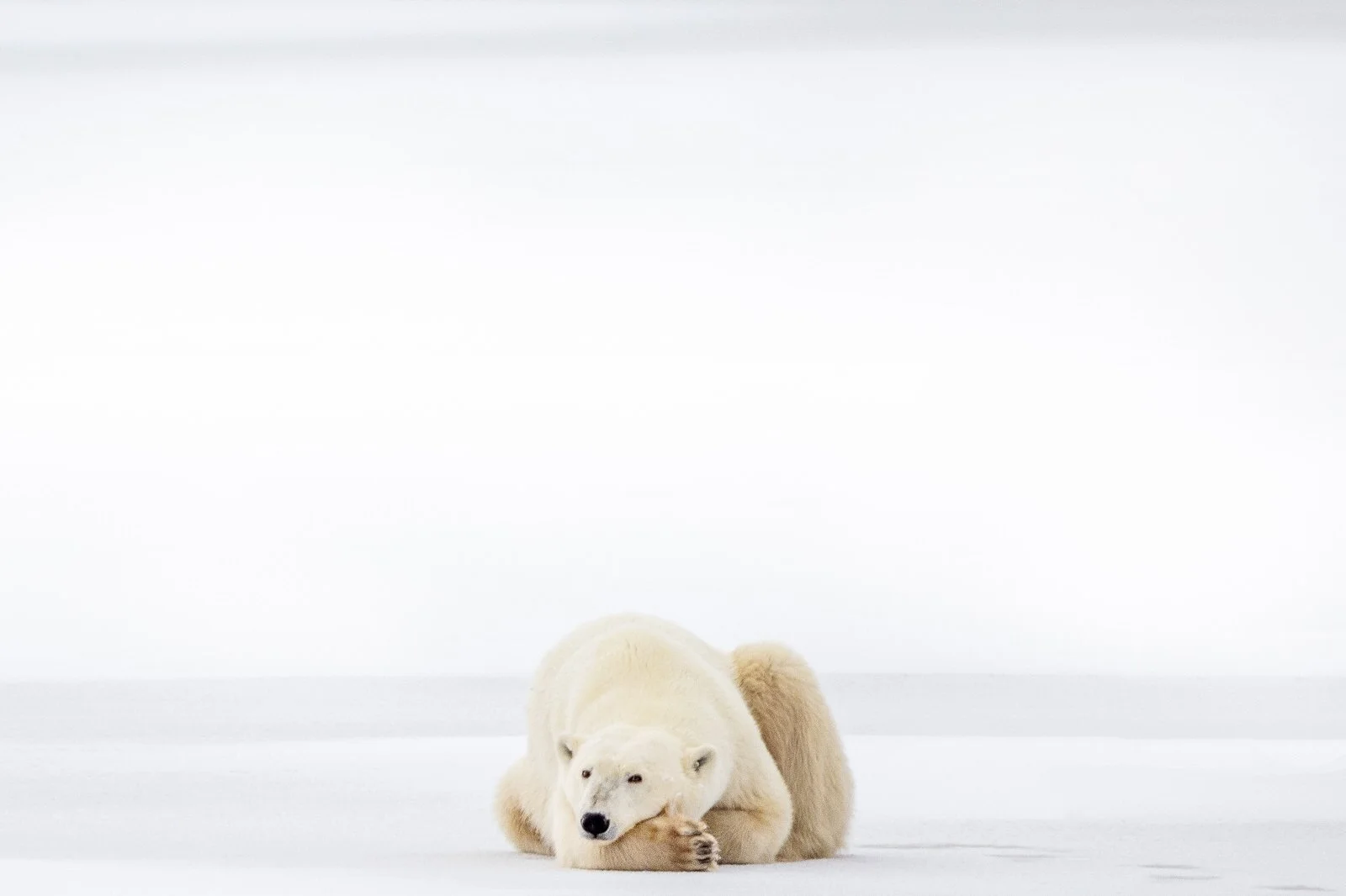 Polar_Bear_Churchill_Canada_November_2021-.jpg