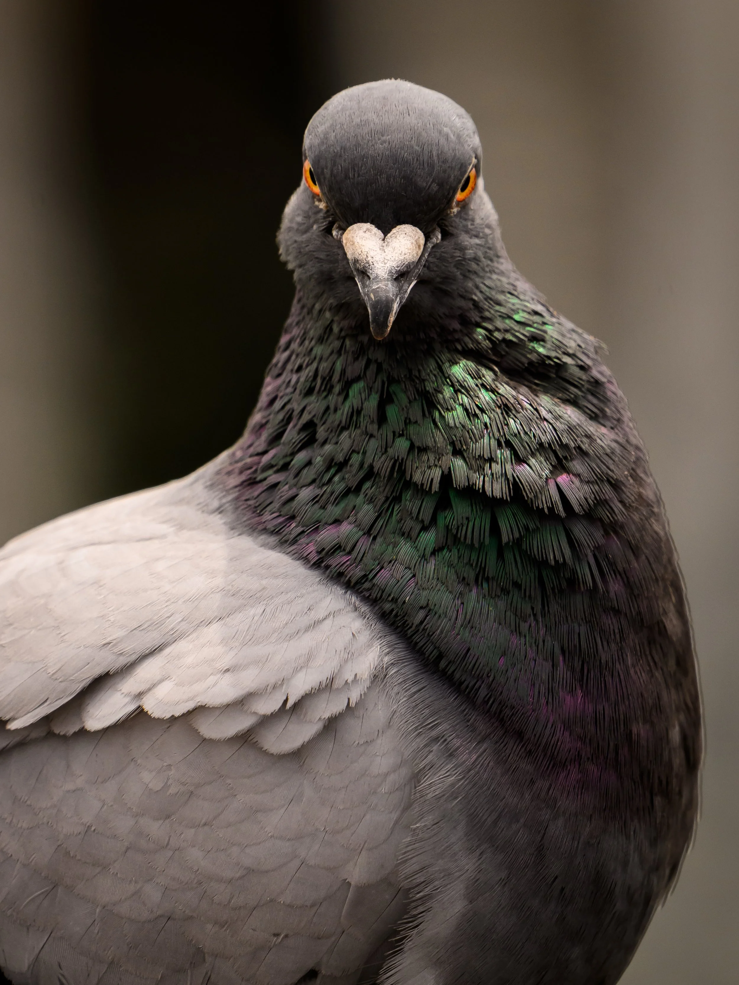 My little one LOVES pigeons so over the past year I&rsquo;ve been paying more and more attention to them. Pigeons are one of the few birds each one looks different than another. 

I&rsquo;m going to bring you to the pigeon perspective this year and f
