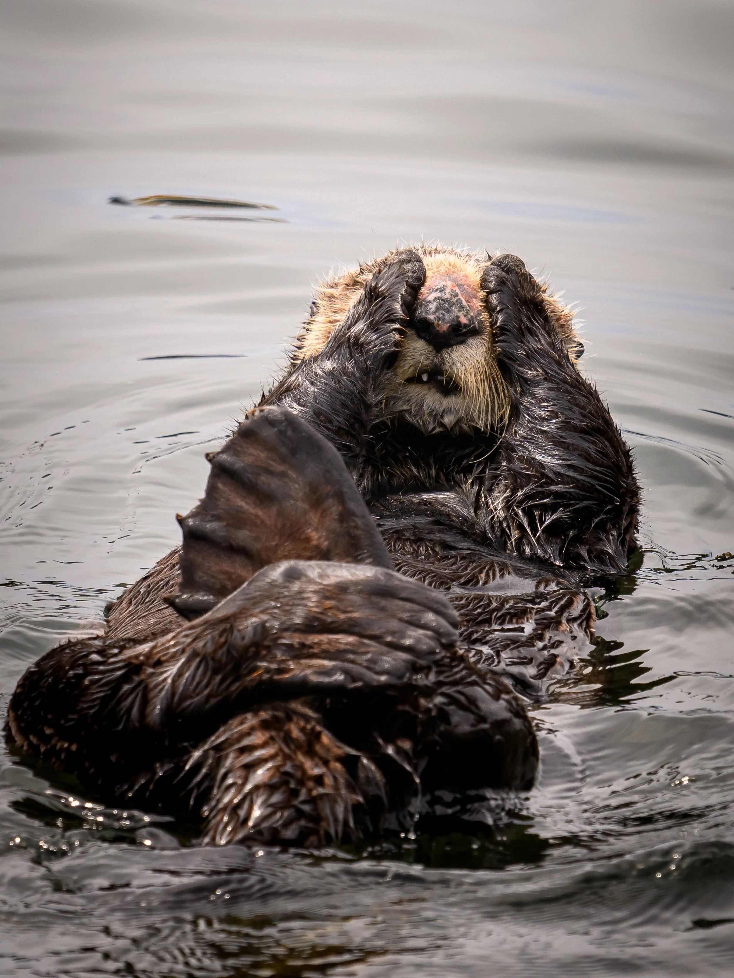 Peek a boo&hellip; did you miss me ? I think it&rsquo;s been over a year since my last post !  It&rsquo;s time to get back to my love of wildlife photography! Stay tuned for new images and old images from years ago!