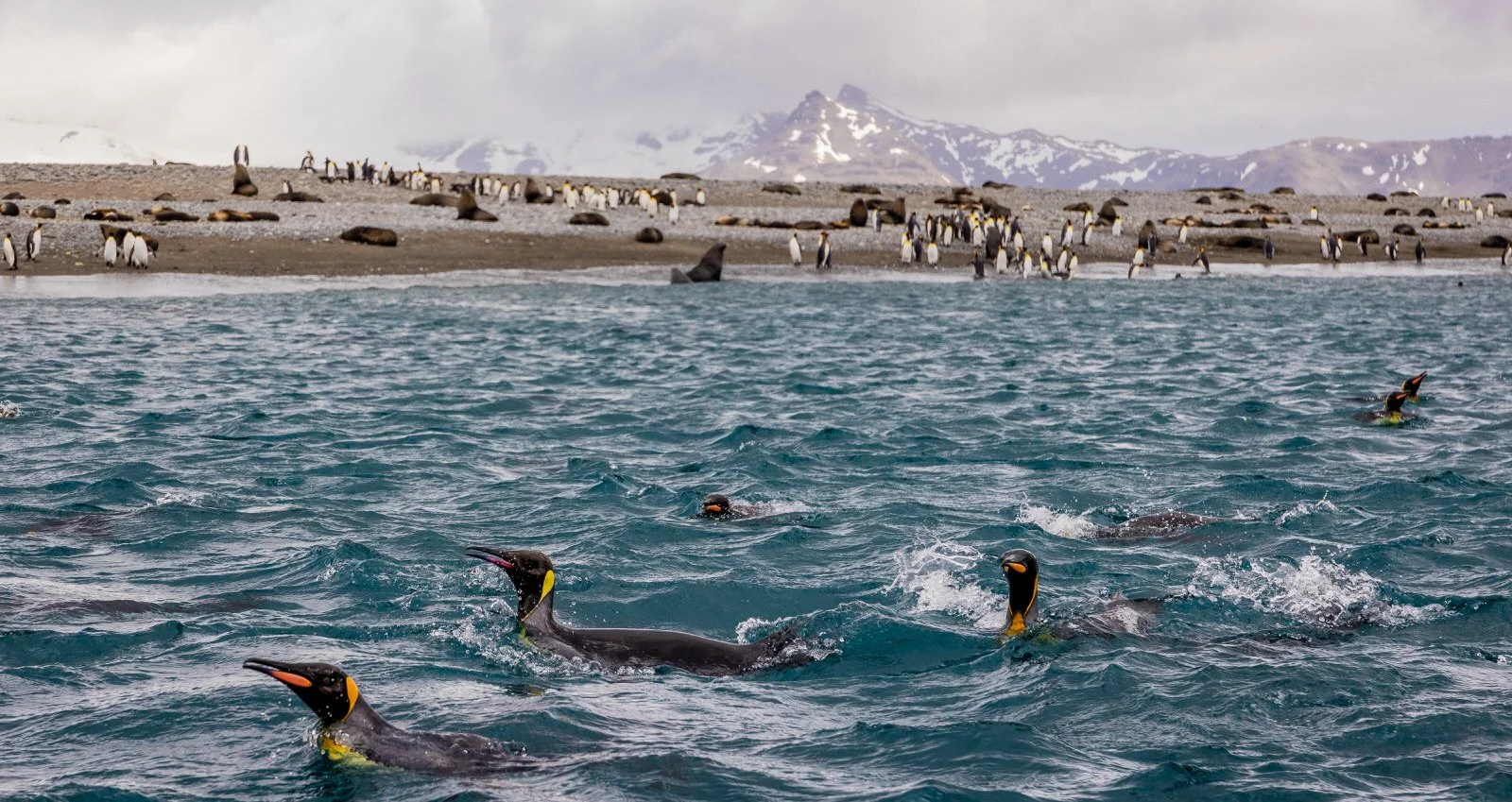 South_Georgia_King_Penguins_November_2022_Copyright_Kathleen_Ricker-9763.jpg