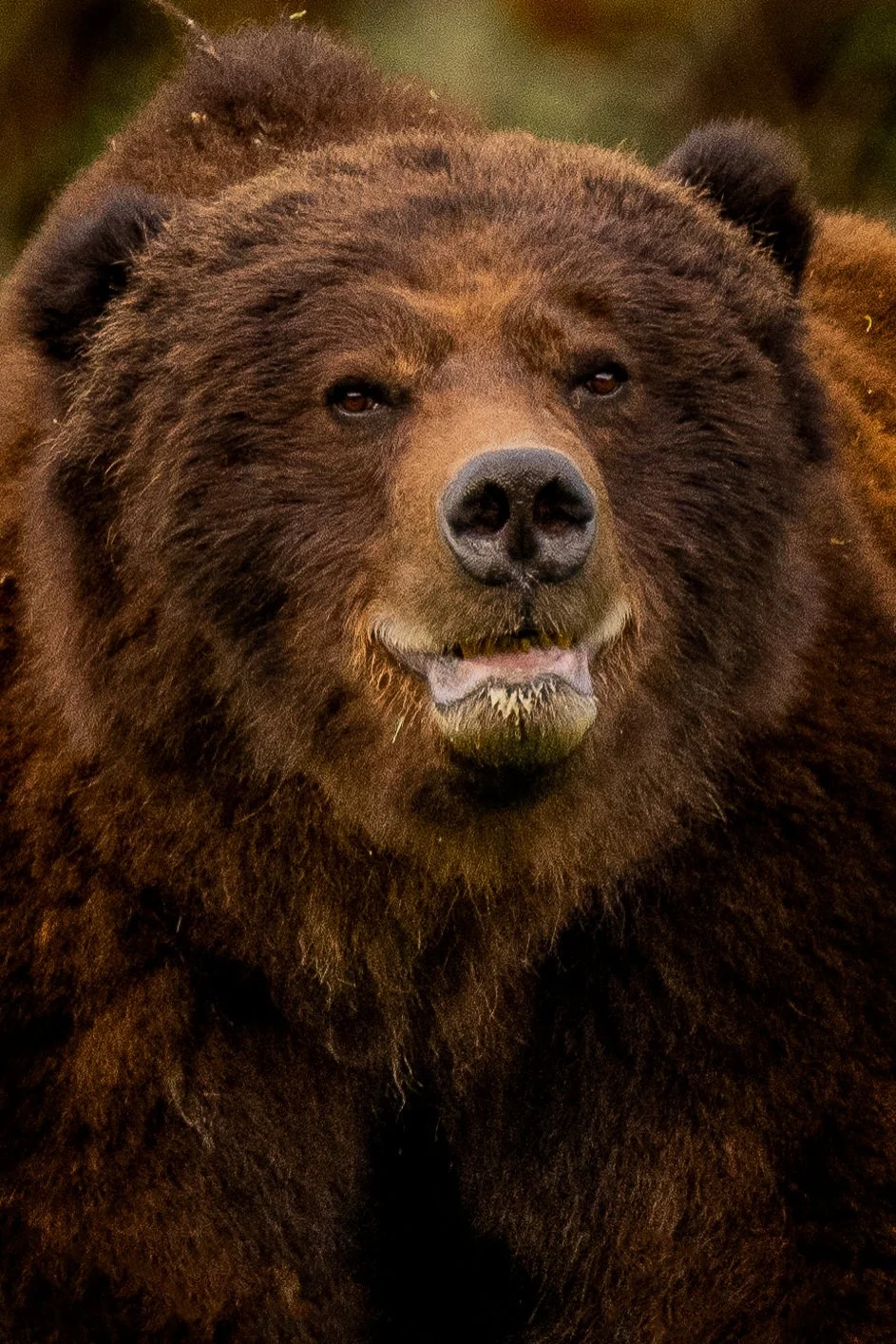 Vancouver_Island_Grizzly_Bear_Great_Bear_Lodge_Canada_Copyright_Kathleen_Ricker_Photography_May_2023-.jpg