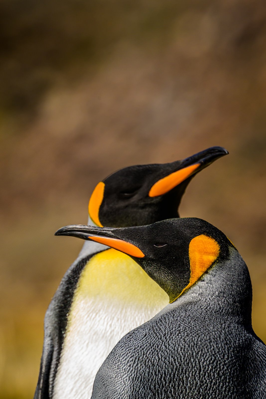 Fortuna_Bay_South_Georgia_November_2023_King_Penguins_Copyright_Kathleen_Ricker-6609.jpg