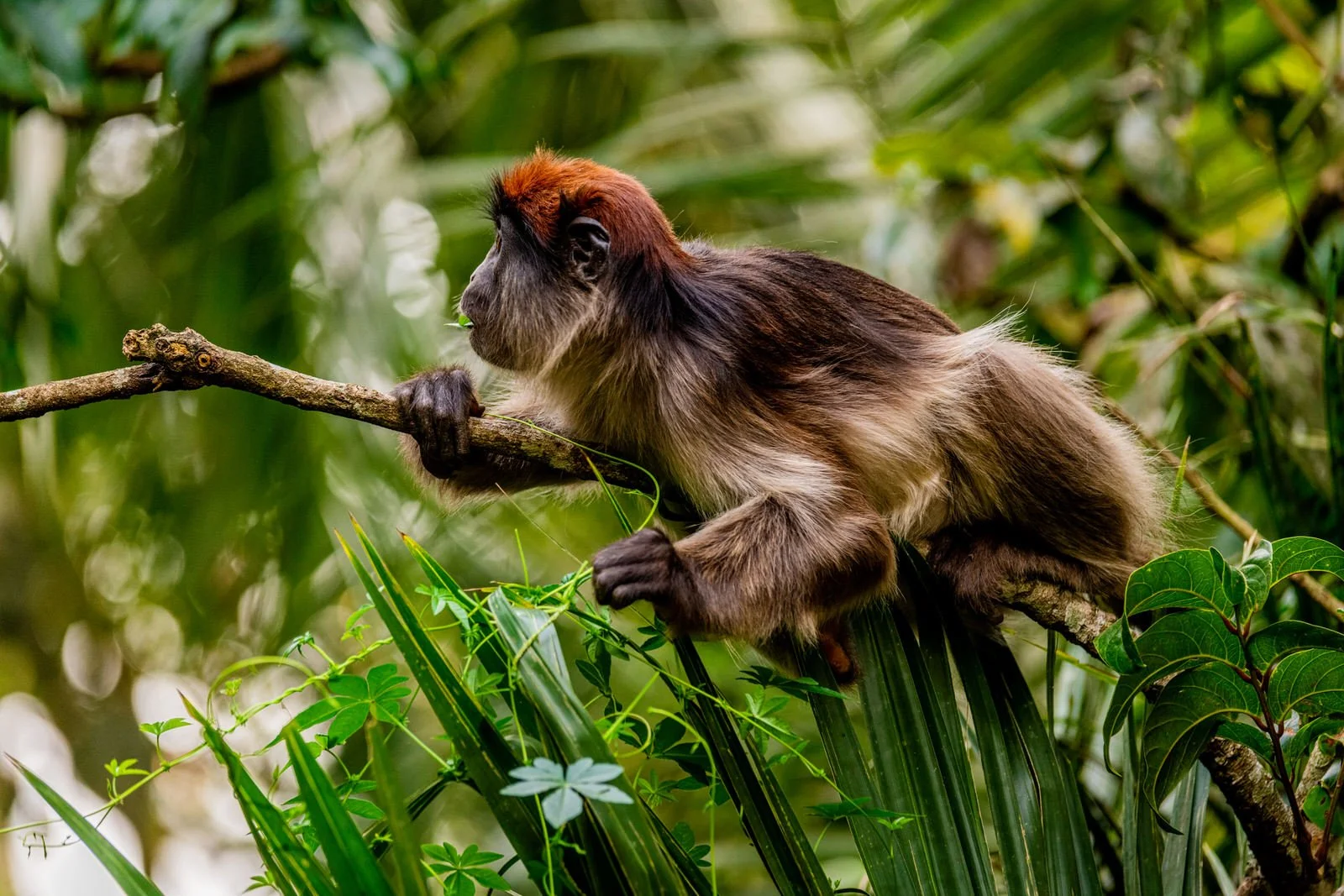 PrimatesofKibale-Jan2020-850-3.jpg