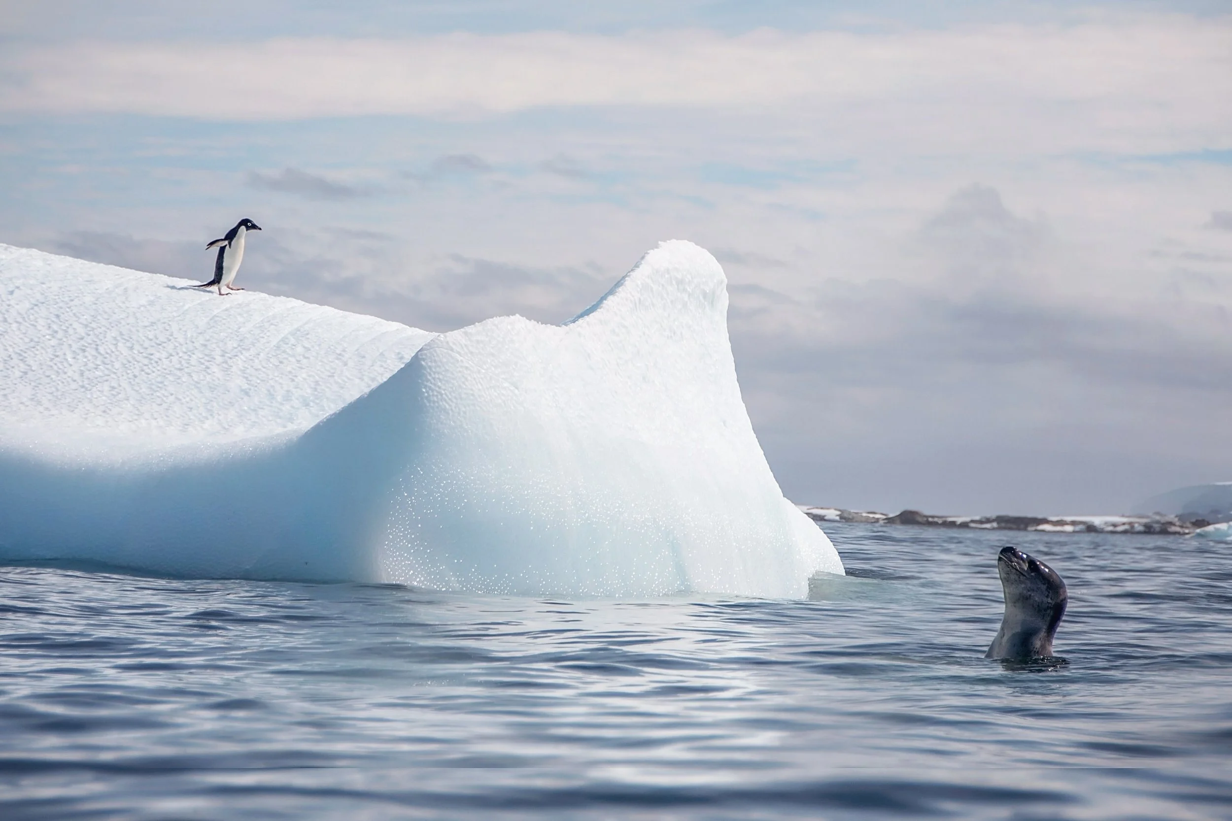 KathleenHertelPhotography-AntarcticaPenguins-168.JPG
