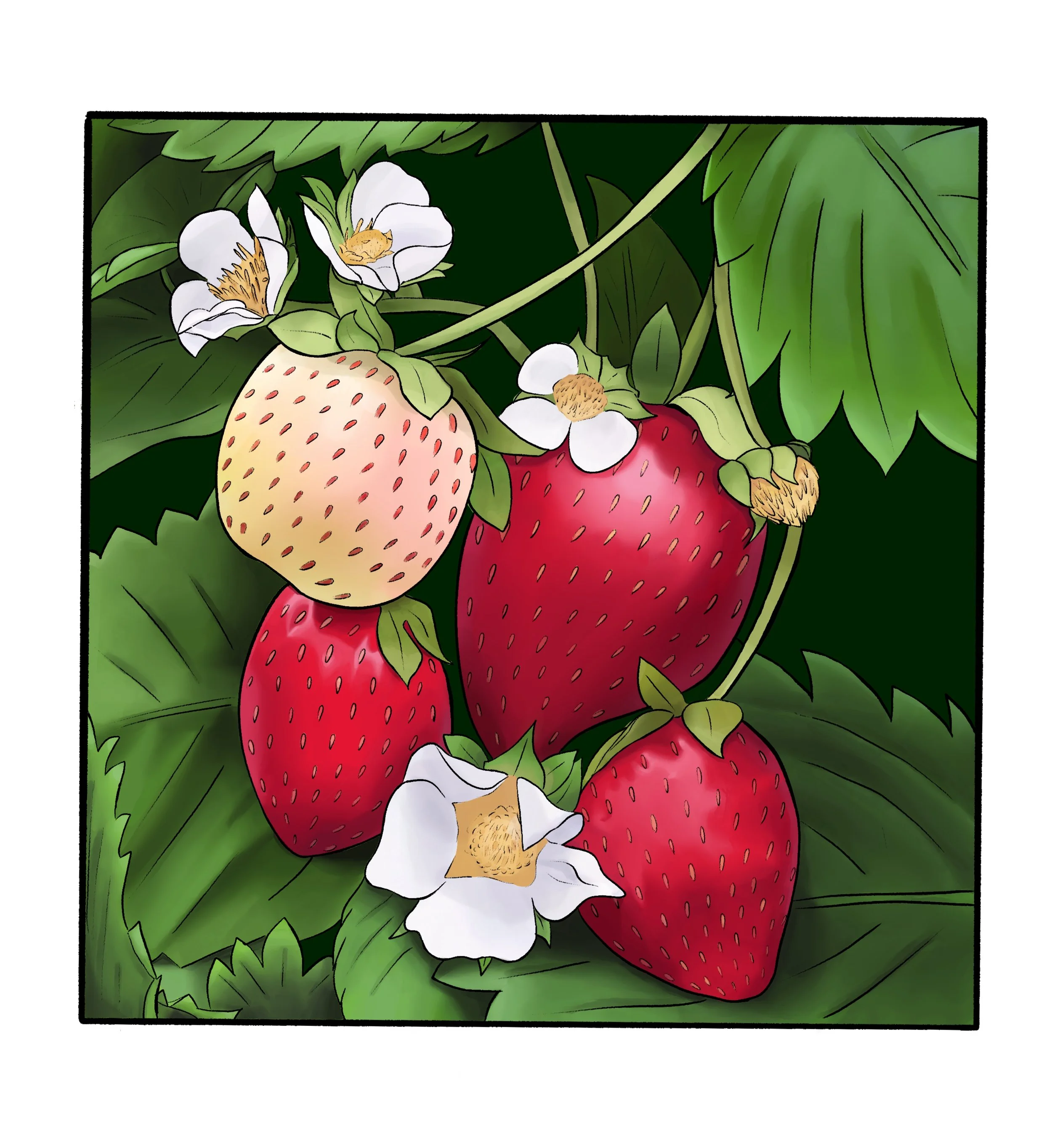 Strawberry.JPG