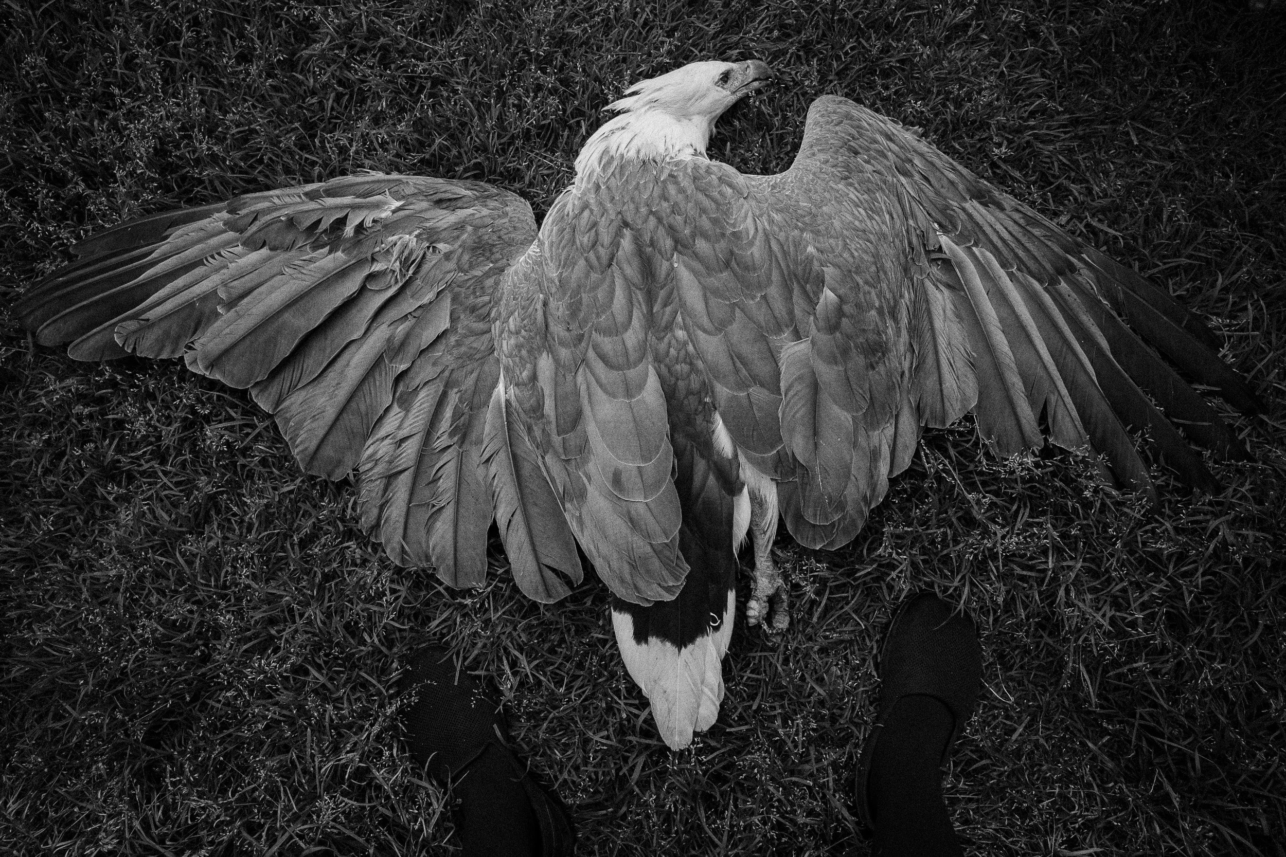 deathtoaseaeagle.JPG