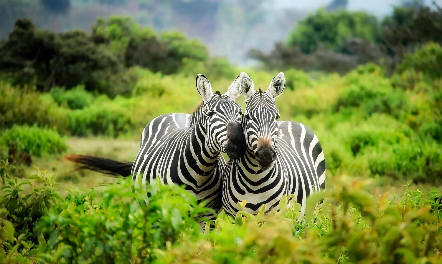 Zebras im Bergwald des Arusha Nationalparks