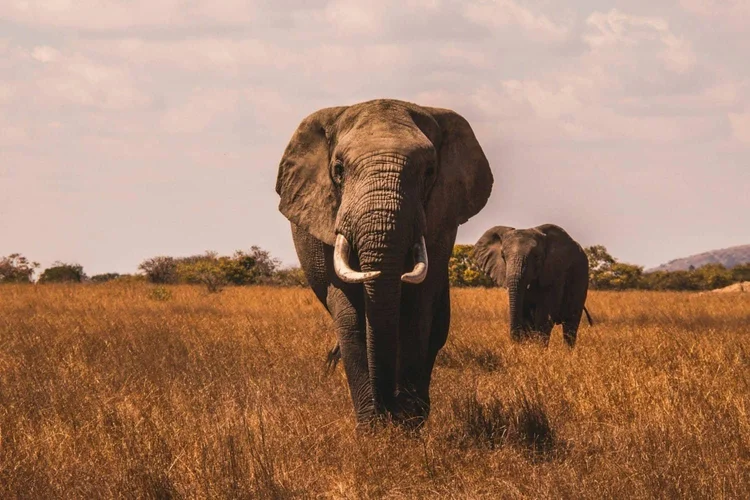 Elefant in der Savanne Tansanias