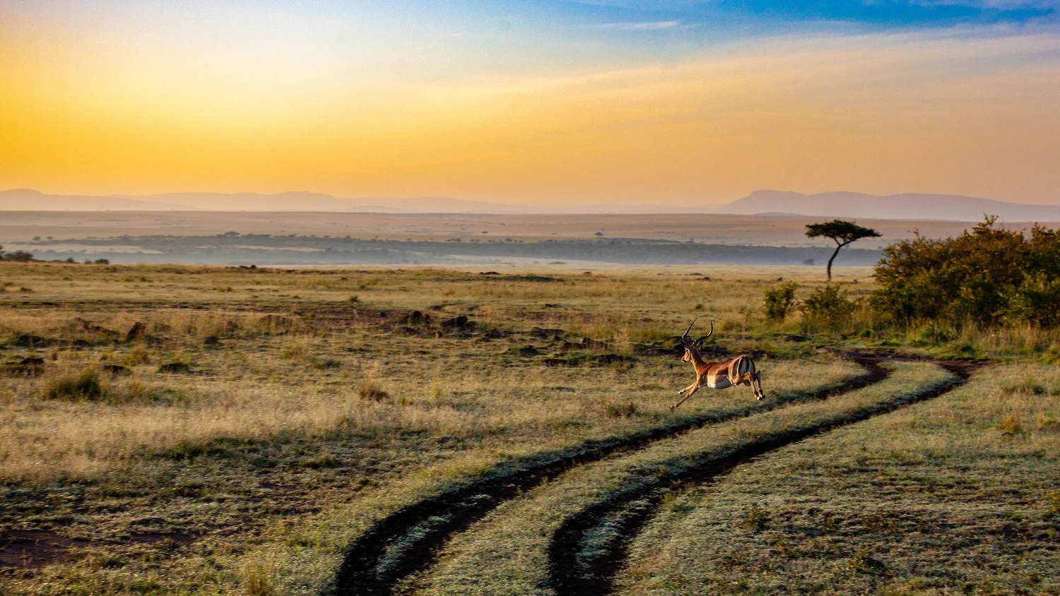 Weite Savanne der zentralen Serengeti mit Akazien
