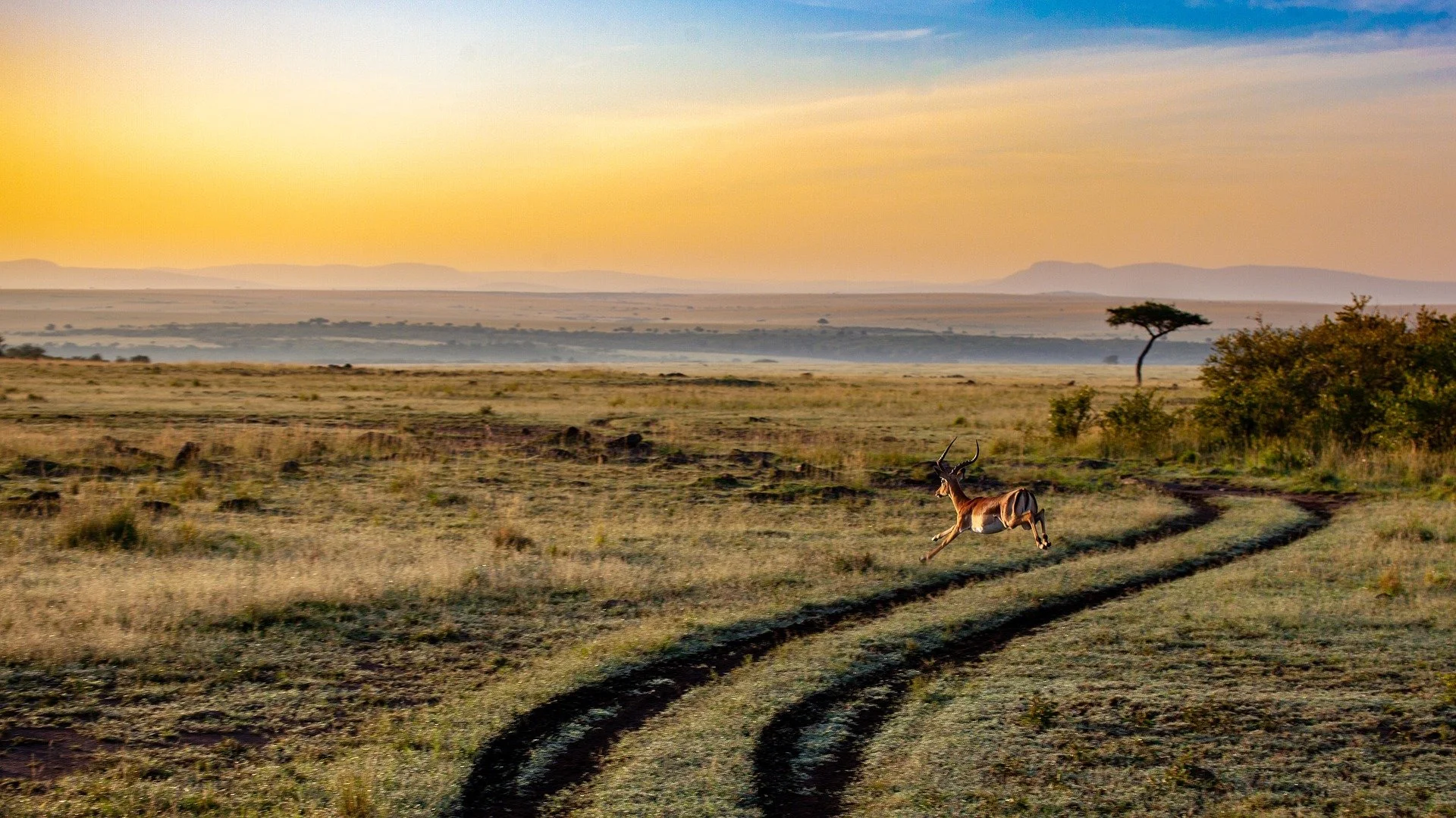 Weite Savanne der zentralen Serengeti mit Akazien