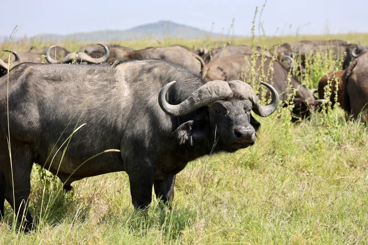 Fahrt vom Ngorongoro-Hochland in die Serengeti