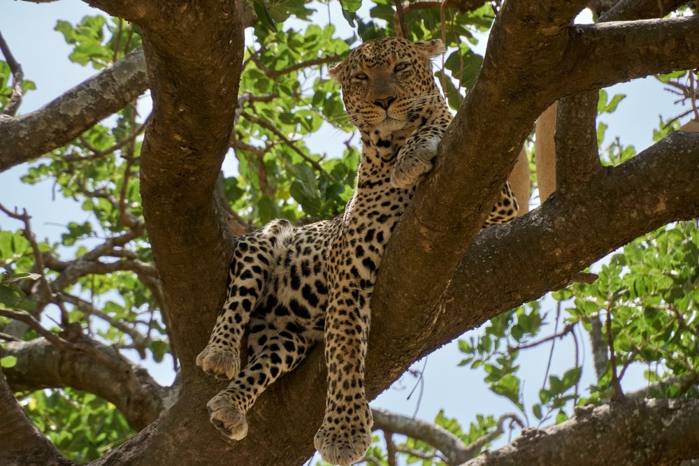 Leopard auf einem Ast in der Serengeti