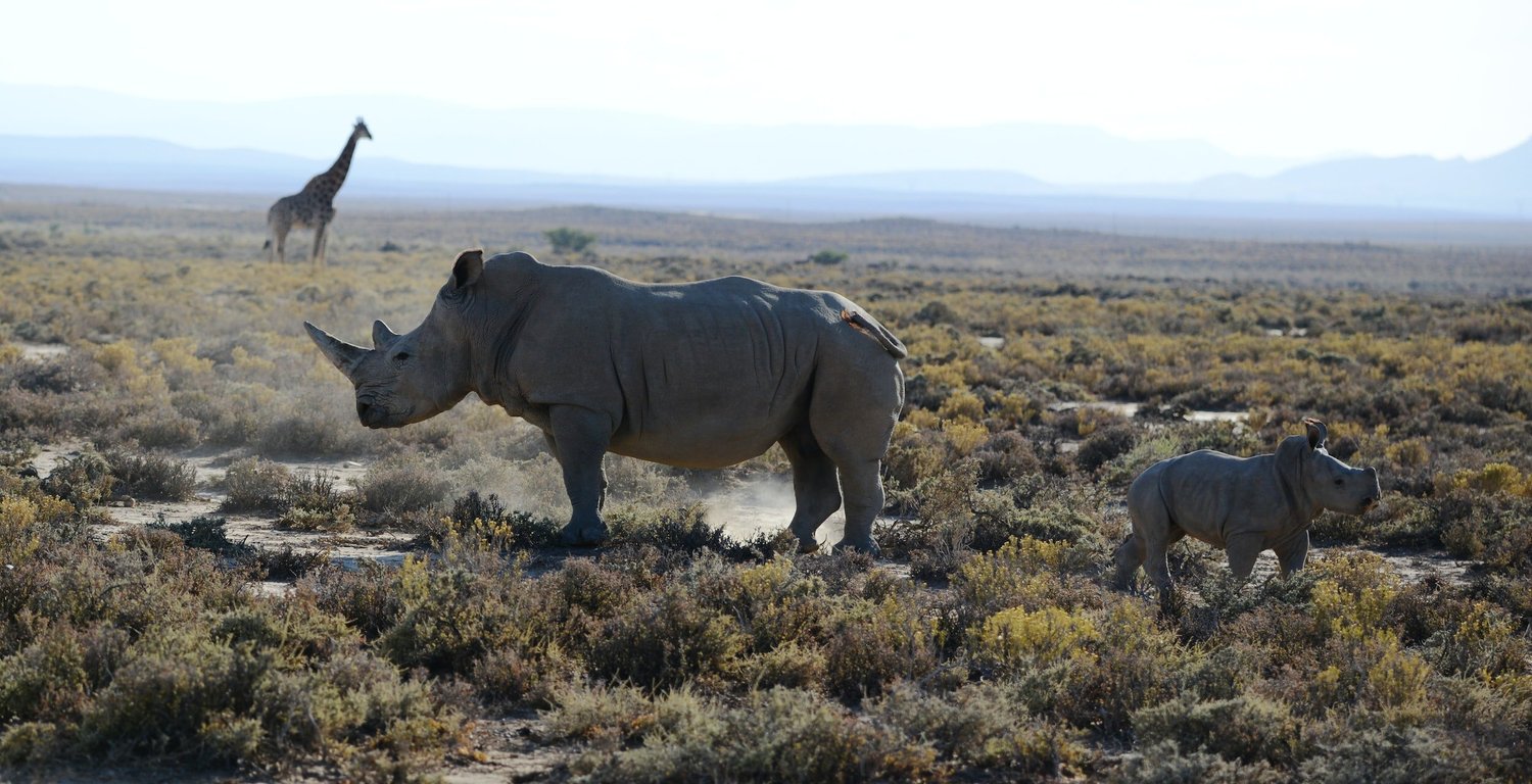 Nashorn auf dem Kraterboden des Ngorongoro