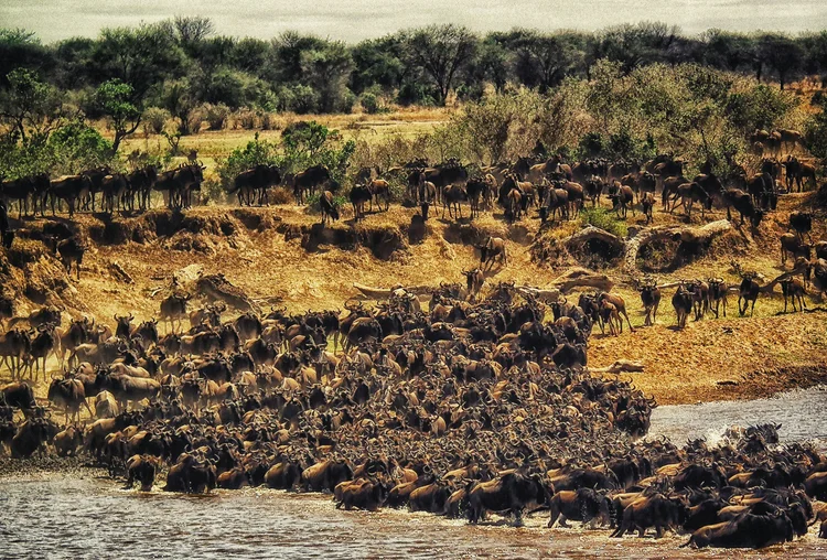 Flussüberquerung am Mara River in der nördlichen Serengeti