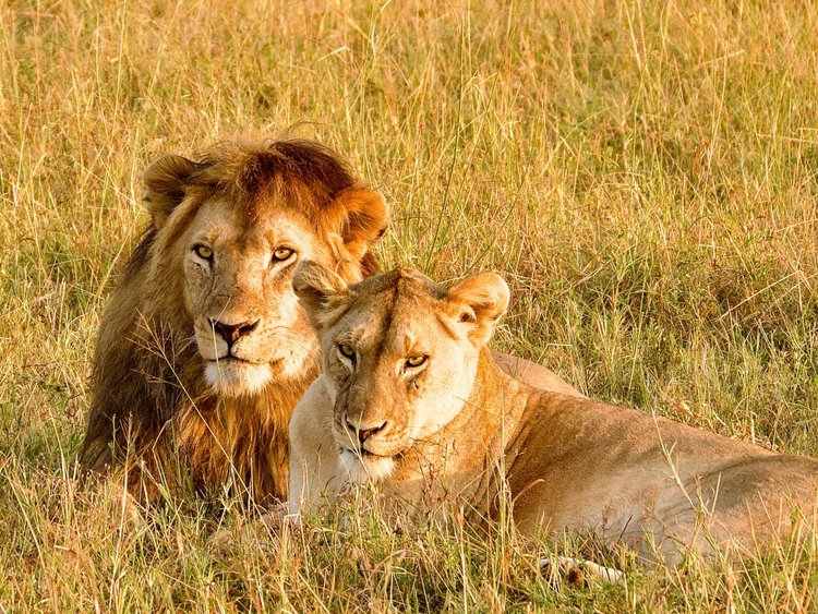 Löwen in der zentralen Serengeti bei Seronera