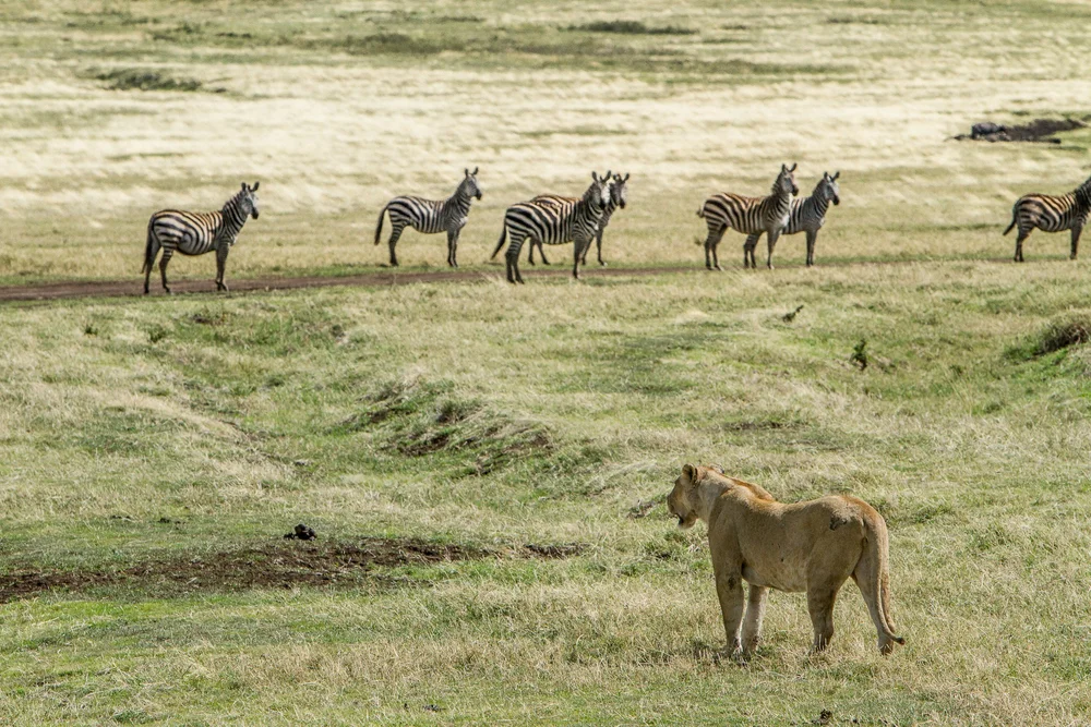 Fahrt von der Serengeti zum Ngorongoro
