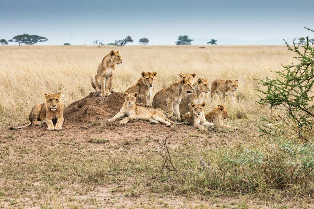 Löwen in der Serengeti
