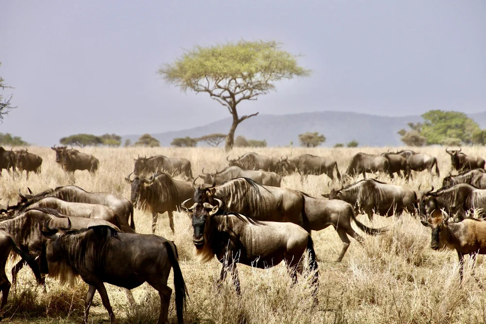Gnuherde in der zentralen Serengeti während der Großen Tierwanderung