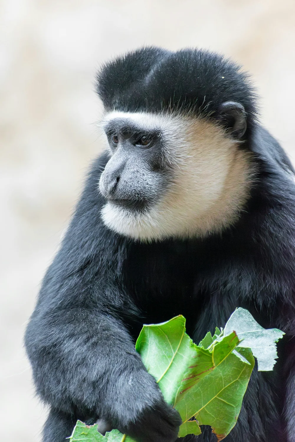 Colobusaffe im Bergwald des Arusha Nationalparks