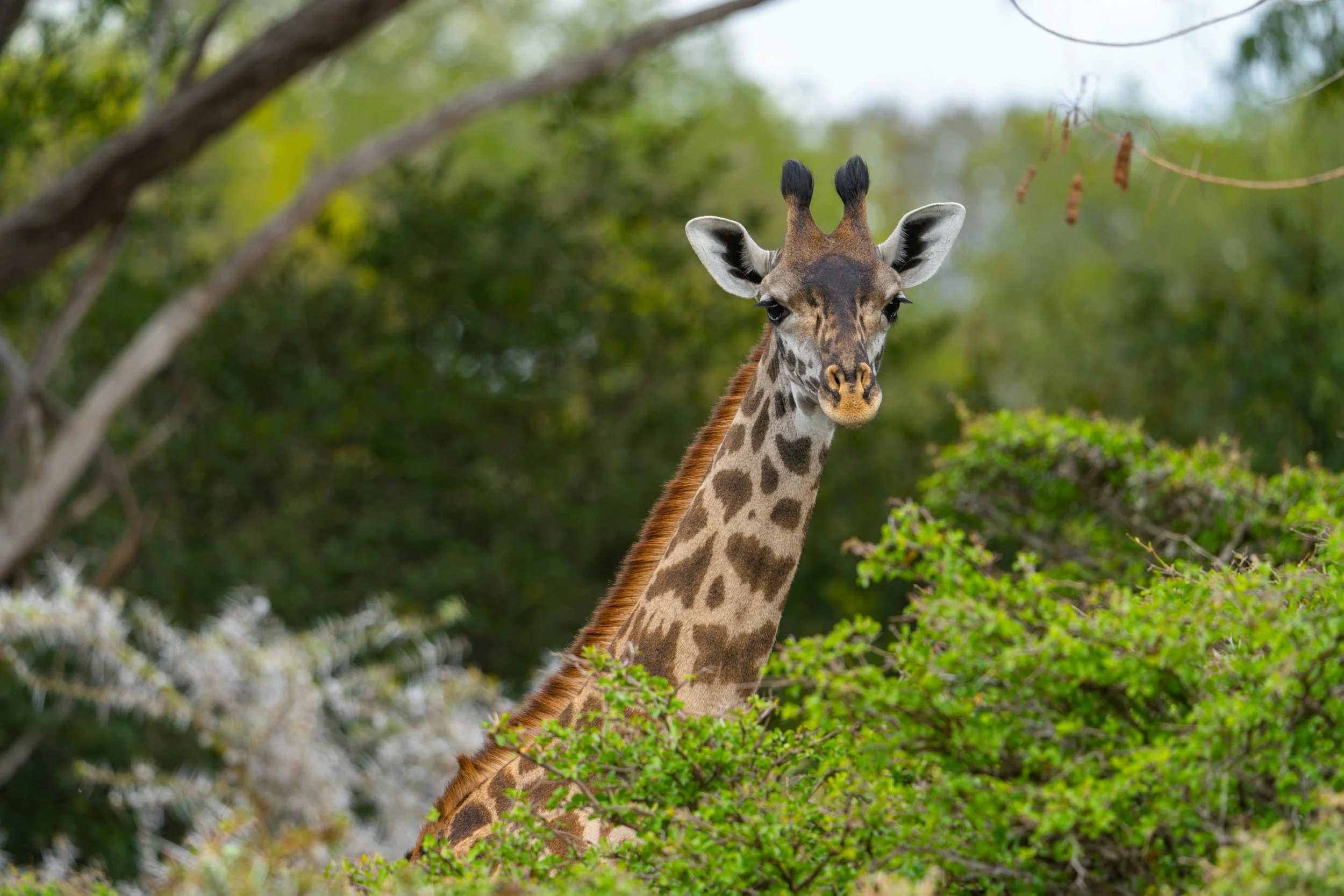 Tansania Safari im Nyerere Nationalpark