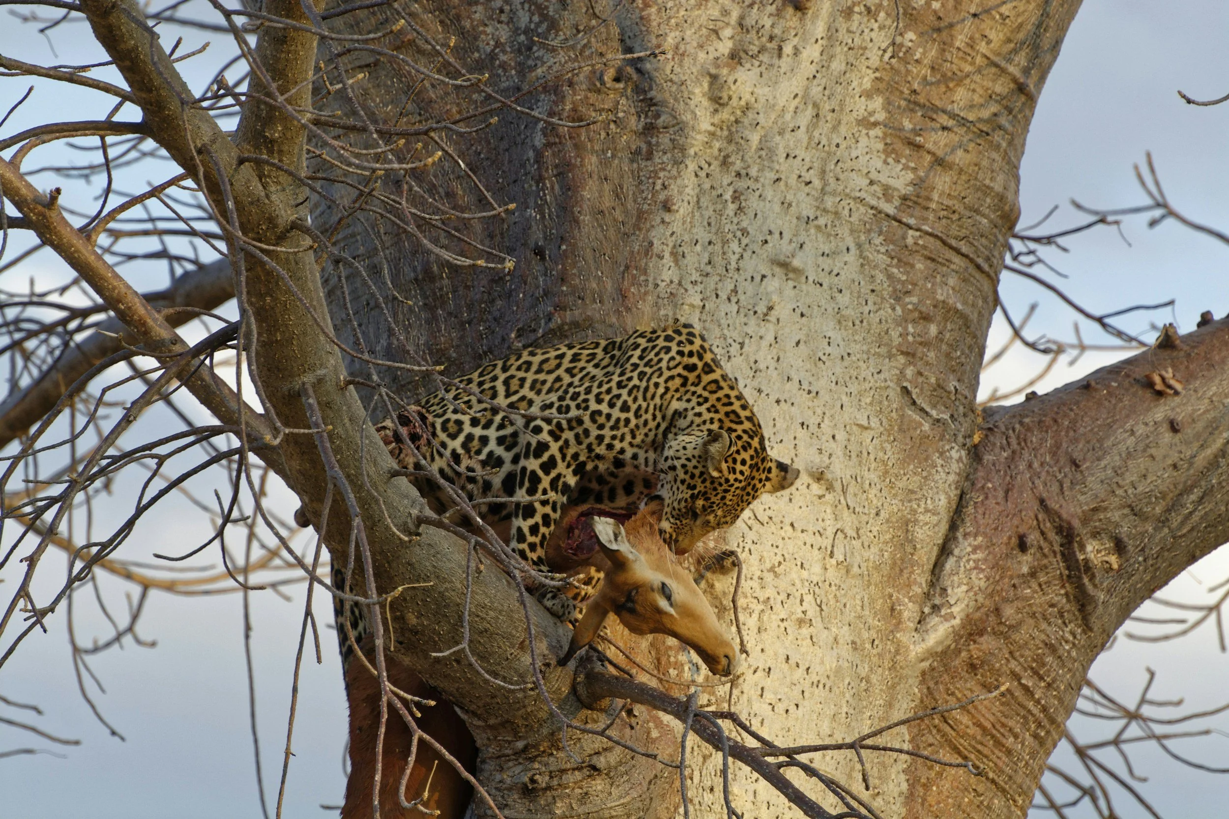 Tansania Safari im Ruaha Nationalpark