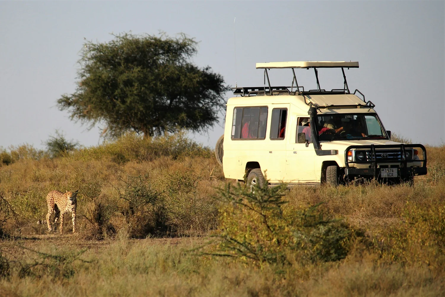 Safari-Jeep von Arusha Safaris auf Reise