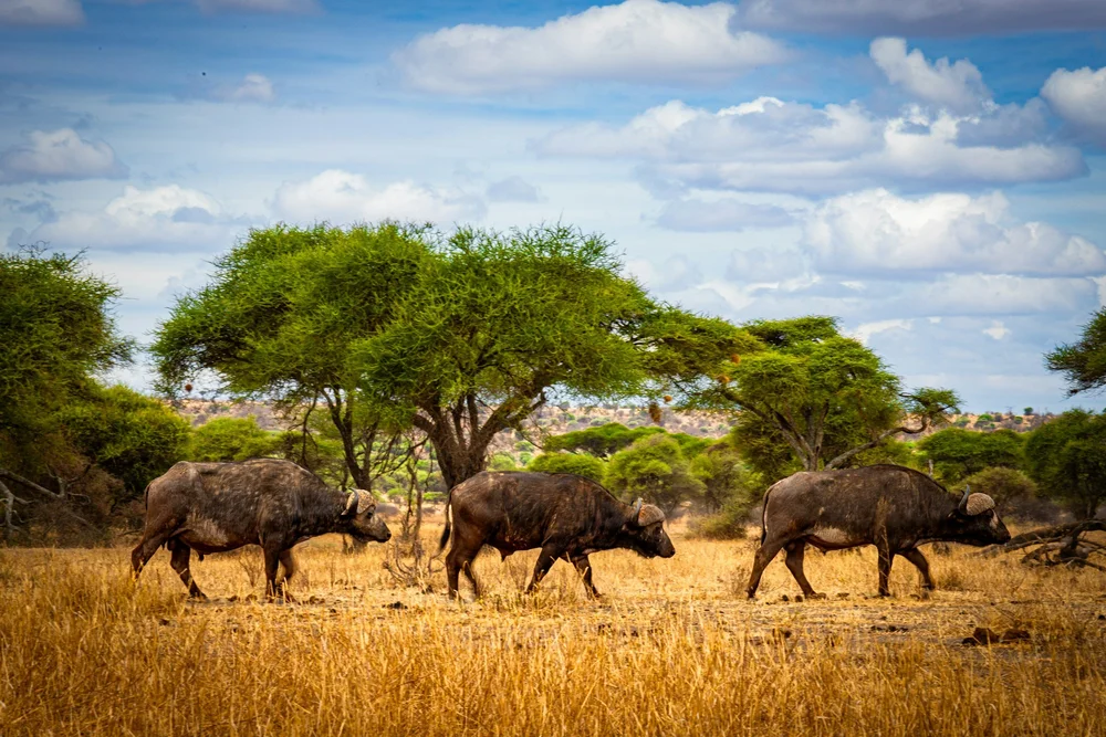 Büffel im  Tarangire Nationalpark