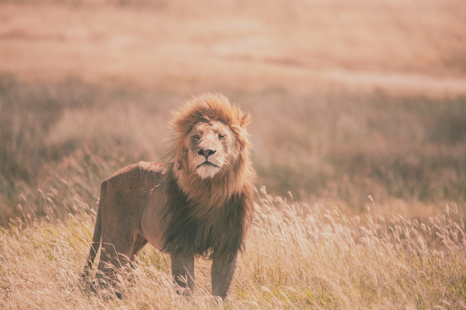 Löwen in der Serengeti bei Sonnenuntergang