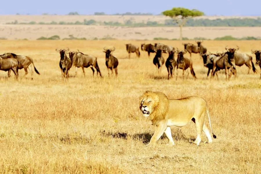 Löwe in der Savanne vor einer Horde Gnus im Hintergrund, bei Sonnenlicht, afrikanische Landschaft.