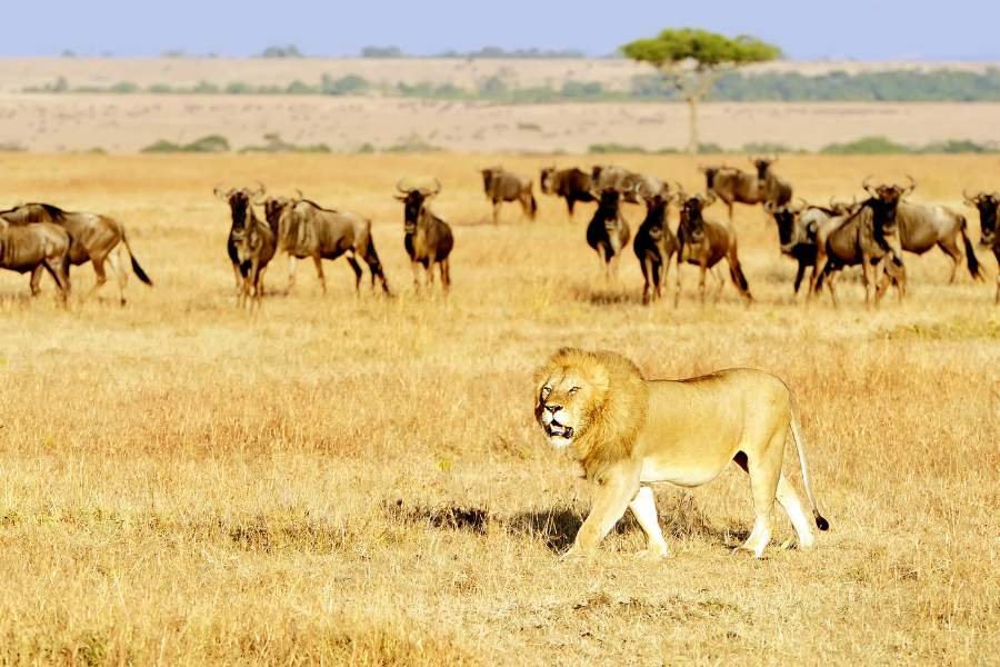 Löwe nah der Großen Migration in der Serengeti