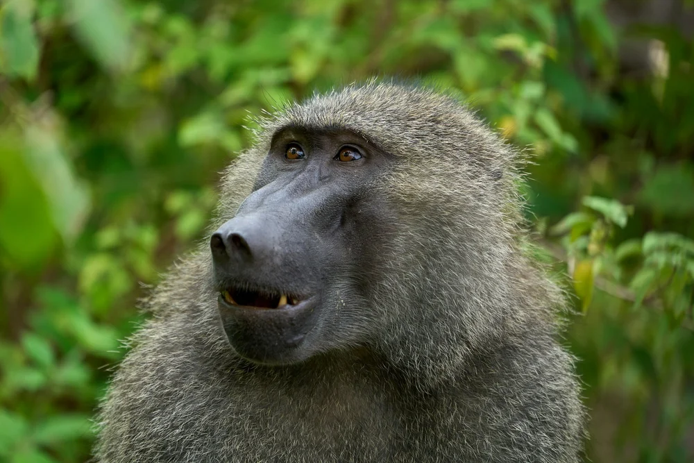 Pavian am Lake Manyara Nationalpark in Tansania